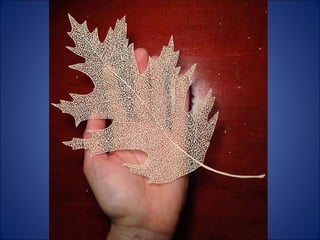 Maude white -  Art only with paper