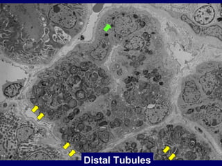 19
Distal Tubules
 