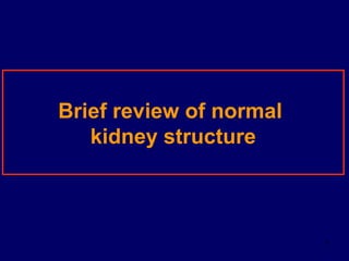 7
Brief review of normal
kidney structure
 