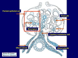 •8
•Afferent arteriole
•Capillary endothelial cell
•Podocyte
•Efferent arteriole
•Mesangium
•Parietal epithelial cell
 