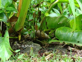 … a snail… 