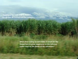 Sugarcane  is a cash crop in Hawai’i. It is grown all throughout the  Isthmus . What force acting on soil makes it smart for the Hawai’ians to grow sugarcane on the Isthmus, rather than on the flanks of the volcanoes? 