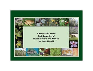 A Field Guide to the
     Early Detection of
Invasive Plants and Animals
      on Maui, Hawai‘i
 