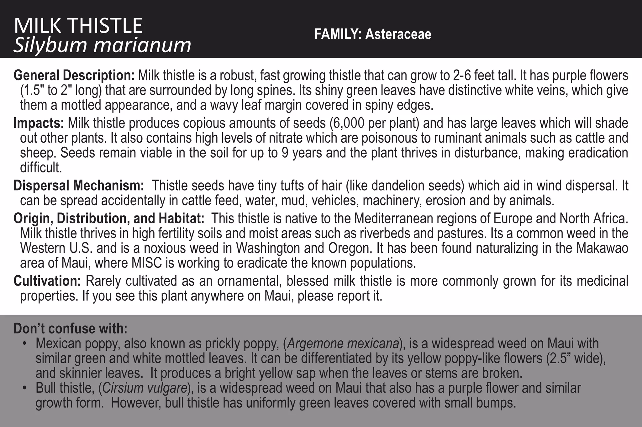 MILK THISTLE                                               FAMILY: Asteraceae
Silybum marianum
General Description: Milk thistle is a robust, fast growing thistle that can grow to 2-6 feet tall. It has purple flowers
 (1.5" to 2" long) that are surrounded by long spines. Its shiny green leaves have distinctive white veins, which give
 them a mottled appearance, and a wavy leaf margin covered in spiny edges.
Impacts: Milk thistle produces copious amounts of seeds (6,000 per plant) and has large leaves which will shade
 out other plants. It also contains high levels of nitrate which are poisonous to ruminant animals such as cattle and
 sheep. Seeds remain viable in the soil for up to 9 years and the plant thrives in disturbance, making eradication
 difficult.
Dispersal Mechanism: Thistle seeds have tiny tufts of hair (like dandelion seeds) which aid in wind dispersal. It
 can be spread accidentally in cattle feed, water, mud, vehicles, machinery, erosion and by animals.
Origin, Distribution, and Habitat: This thistle is native to the Mediterranean regions of Europe and North Africa.
 Milk thistle thrives in high fertility soils and moist areas such as riverbeds and pastures. Its a common weed in the
 Western U.S. and is a noxious weed in Washington and Oregon. It has been found naturalizing in the Makawao
 area of Maui, where MISC is working to eradicate the known populations.
Cultivation: Rarely cultivated as an ornamental, blessed milk thistle is more commonly grown for its medicinal
 properties. If you see this plant anywhere on Maui, please report it.

Don’t confuse with:
 • Mexican poppy, also known as prickly poppy, (Argemone mexicana), is a widespread weed on Maui with
   similar green and white mottled leaves. It can be differentiated by its yellow poppy-like flowers (2.5” wide),
   and skinnier leaves. It produces a bright yellow sap when the leaves or stems are broken.
 • Bull thistle, (Cirsium vulgare), is a widespread weed on Maui that also has a purple flower and similar
   growth form. However, bull thistle has uniformly green leaves covered with small bumps.
 
