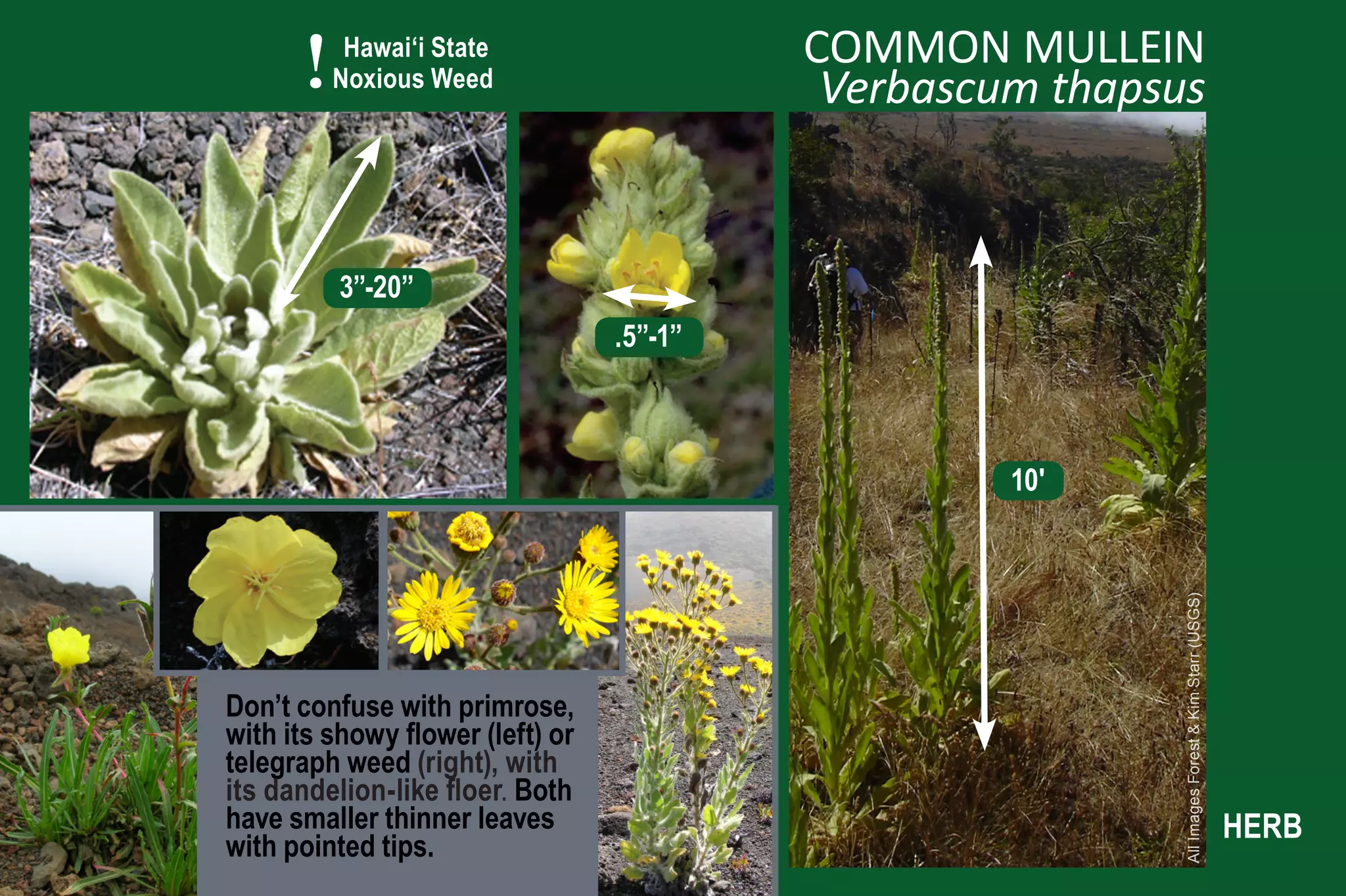 !    Hawai‘i State
           Noxious Weed
                                           COMMON MULLEIN
                                            Verbascum thapsus


           3”-20”
                                  .5”-1”



                                                    10'




                                                            All Images Forest & Kim Starr (USGS)
Don’t confuse with primrose,
with its showy flower (left) or
telegraph weed (right), with
its dandelion-like floer. Both
have smaller thinner leaves                                                                        HERB
with pointed tips.
 