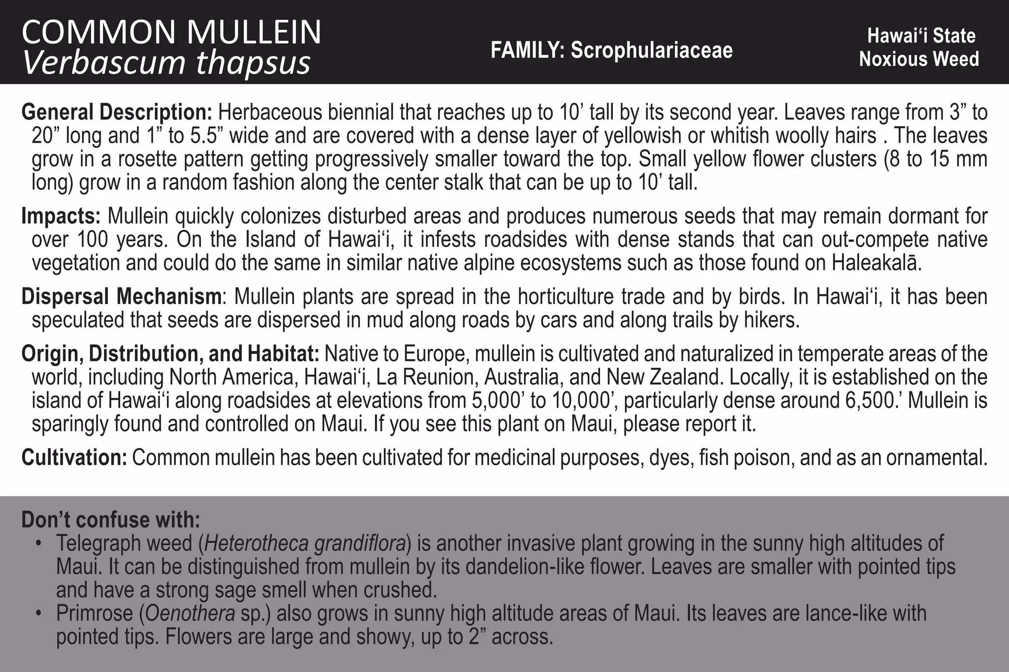 COMMON MULLEIN                                          FAMILY: Scrophulariaceae
                                                                                                      Hawai‘i State
Verbascum thapsus                                                                                    Noxious Weed

General Description: Herbaceous biennial that reaches up to 10’ tall by its second year. Leaves range from 3” to
 20” long and 1” to 5.5” wide and are covered with a dense layer of yellowish or whitish woolly hairs . The leaves
 grow in a rosette pattern getting progressively smaller toward the top. Small yellow flower clusters (8 to 15 mm
 long) grow in a random fashion along the center stalk that can be up to 10’ tall.
Impacts: Mullein quickly colonizes disturbed areas and produces numerous seeds that may remain dormant for
 over 100 years. On the Island of Hawai‘i, it infests roadsides with dense stands that can out-compete native
 vegetation and could do the same in similar native alpine ecosystems such as those found on Haleakalā.
Dispersal Mechanism: Mullein plants are spread in the horticulture trade and by birds. In Hawai‘i, it has been
 speculated that seeds are dispersed in mud along roads by cars and along trails by hikers.
Origin, Distribution, and Habitat: Native to Europe, mullein is cultivated and naturalized in temperate areas of the
 world, including North America, Hawai‘i, La Reunion, Australia, and New Zealand. Locally, it is established on the
 island of Hawai‘i along roadsides at elevations from 5,000’ to 10,000’, particularly dense around 6,500.’ Mullein is
 sparingly found and controlled on Maui. If you see this plant on Maui, please report it.
Cultivation: Common mullein has been cultivated for medicinal purposes, dyes, fish poison, and as an ornamental.

Don’t confuse with:
 • Telegraph weed (Heterotheca grandiflora) is another invasive plant growing in the sunny high altitudes of
   Maui. It can be distinguished from mullein by its dandelion-like flower. Leaves are smaller with pointed tips
   and have a strong sage smell when crushed.
 • Primrose (Oenothera sp.) also grows in sunny high altitude areas of Maui. Its leaves are lance-like with
   pointed tips. Flowers are large and showy, up to 2” across.
 