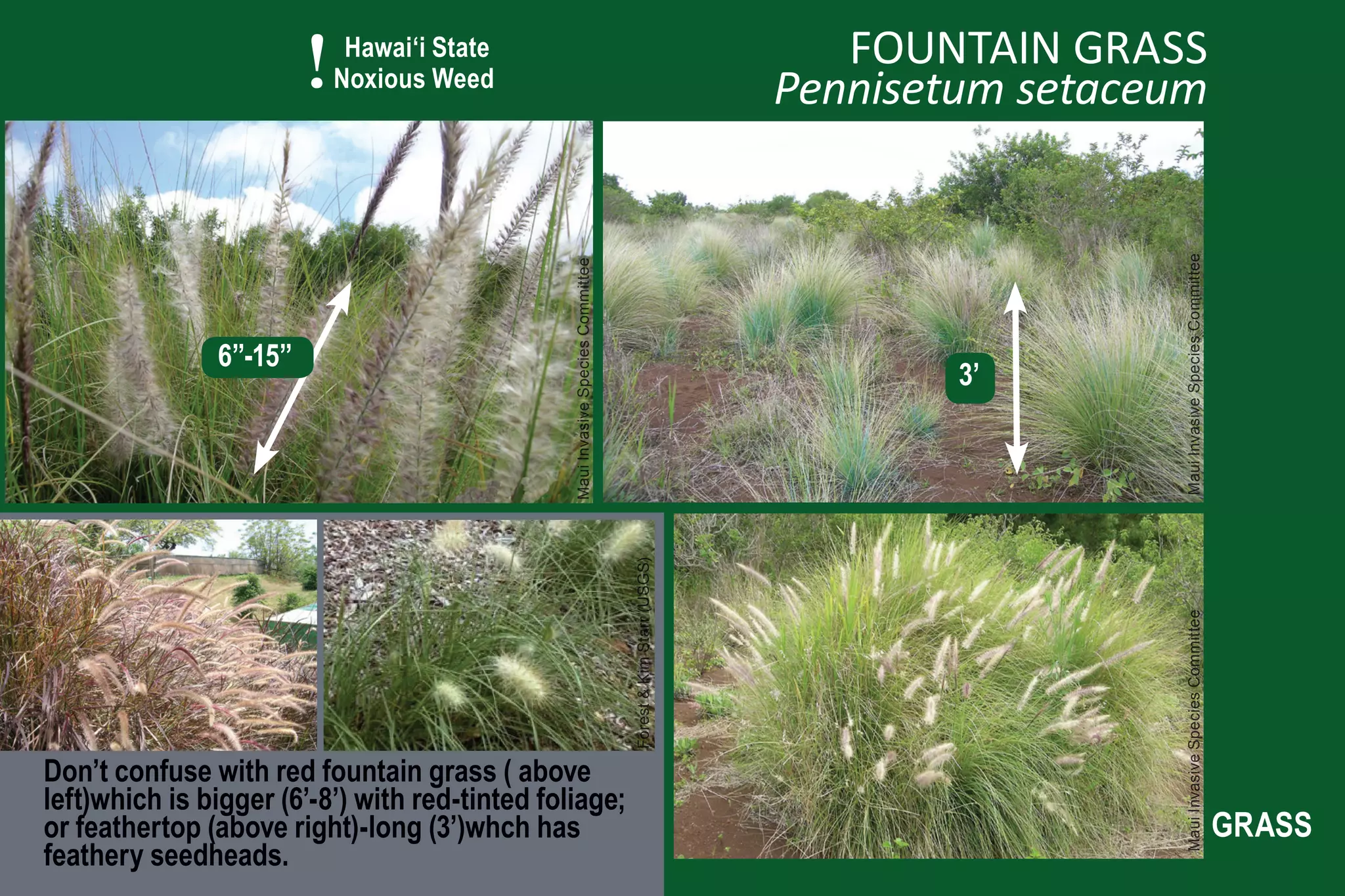 !    Hawai‘i State
                            Noxious Weed
                                                                                                                 FOUNTAIN GRASS
                                                                                                              Pennisetum setaceum




                                                                                                                               Maui Invasive Species Committee
                                                Maui Invasive Species Committee
               6”-15”
                                                                                                                      3’




                                                                                  Forest & Kim Starr (USGS)




                                                                                                                               Maui Invasive Species Committee
Don’t confuse with red fountain grass ( above
left)which is bigger (6’-8’) with red-tinted foliage;
or feathertop (above right)-long (3’)whch has                                                                                                                    GRASS
feathery seedheads.
 