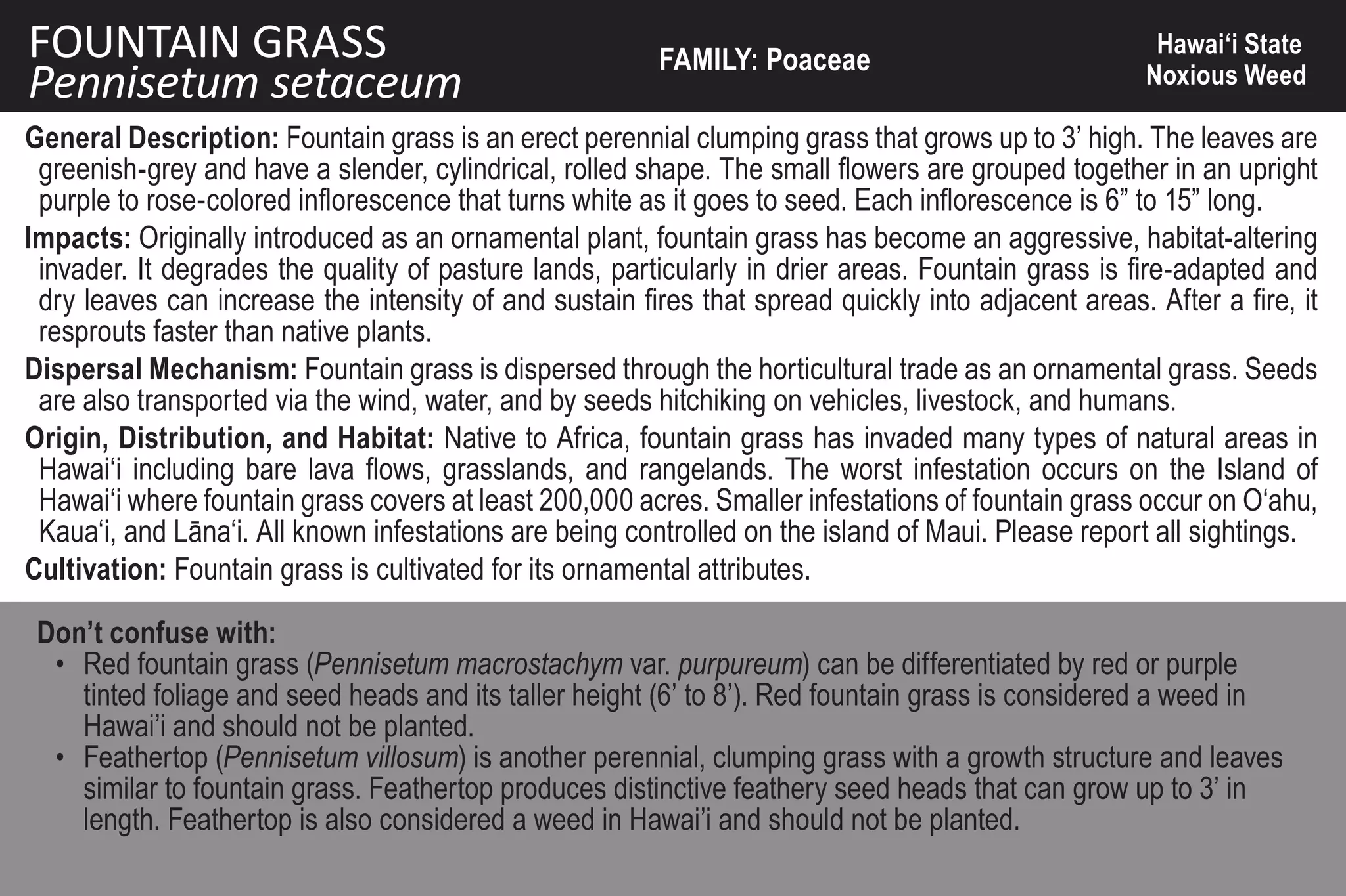 FOUNTAIN GRASS                                           FAMILY: Poaceae
                                                                                                      Hawai‘i State
Pennisetum setaceum                                                                                  Noxious Weed

General Description: Fountain grass is an erect perennial clumping grass that grows up to 3’ high. The leaves are
 greenish-grey and have a slender, cylindrical, rolled shape. The small flowers are grouped together in an upright
 purple to rose-colored inflorescence that turns white as it goes to seed. Each inflorescence is 6” to 15” long.
Impacts: Originally introduced as an ornamental plant, fountain grass has become an aggressive, habitat-altering
 invader. It degrades the quality of pasture lands, particularly in drier areas. Fountain grass is fire-adapted and
 dry leaves can increase the intensity of and sustain fires that spread quickly into adjacent areas. After a fire, it
 resprouts faster than native plants.
Dispersal Mechanism: Fountain grass is dispersed through the horticultural trade as an ornamental grass. Seeds
 are also transported via the wind, water, and by seeds hitchiking on vehicles, livestock, and humans.
Origin, Distribution, and Habitat: Native to Africa, fountain grass has invaded many types of natural areas in
 Hawai‘i including bare lava flows, grasslands, and rangelands. The worst infestation occurs on the Island of
 Hawai‘i where fountain grass covers at least 200,000 acres. Smaller infestations of fountain grass occur on O‘ahu,
 Kaua‘i, and Lāna‘i. All known infestations are being controlled on the island of Maui. Please report all sightings.
Cultivation: Fountain grass is cultivated for its ornamental attributes.

 Don’t confuse with:
  • Red fountain grass (Pennisetum macrostachym var. purpureum) can be differentiated by red or purple
    tinted foliage and seed heads and its taller height (6’ to 8’). Red fountain grass is considered a weed in
    Hawai’i and should not be planted.
  • Feathertop (Pennisetum villosum) is another perennial, clumping grass with a growth structure and leaves
    similar to fountain grass. Feathertop produces distinctive feathery seed heads that can grow up to 3’ in
    length. Feathertop is also considered a weed in Hawai’i and should not be planted.
 