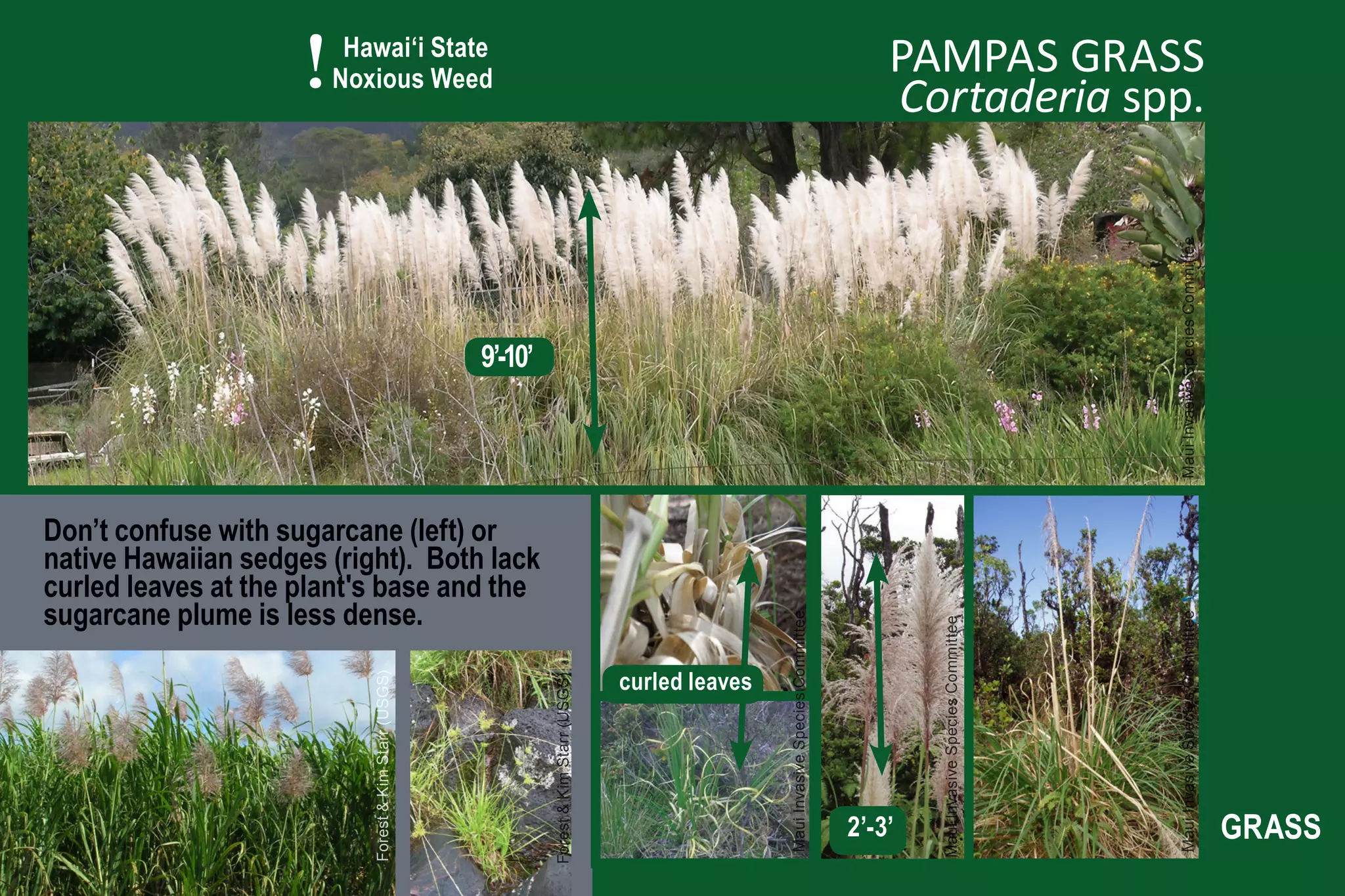 !    Hawai‘i State
                         Noxious Weed
                                                                                                                                                   PAMPAS GRASS
                                                                                                                                                   Cortaderia spp.




                                                                                                                                                                                         Maui Invasive Species Committee
                                                        9’-10’




Don’t confuse with sugarcane (left) or
native Hawaiian sedges (right). Both lack
curled leaves at the plant's base and the
sugarcane plume is less dense.




                                                                                                             Maui Invasive Species Committee




                                                                                                                                                                                         Maui Invasive Species Committee
                                                                                                                                                       Maui Invasive Species Committee
                                                                                             curled leaves
                            Forest & Kim Starr (USGS)




                                                                 Forest & Kim Starr (USGS)




                                                                                                                                               2’-3’                                                                       GRASS
 