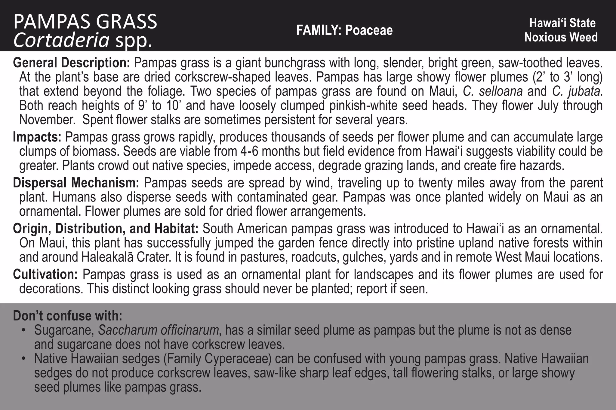 PAMPAS GRASS                                          FAMILY: Poaceae
                                                                                                   Hawai‘i State
Cortaderia spp.                                                                                   Noxious Weed

General Description: Pampas grass is a giant bunchgrass with long, slender, bright green, saw-toothed leaves.
 At the plant’s base are dried corkscrew-shaped leaves. Pampas has large showy flower plumes (2’ to 3’ long)
 that extend beyond the foliage. Two species of pampas grass are found on Maui, C. selloana and C. jubata.
 Both reach heights of 9’ to 10’ and have loosely clumped pinkish-white seed heads. They flower July through
 November. Spent flower stalks are sometimes persistent for several years.
Impacts: Pampas grass grows rapidly, produces thousands of seeds per flower plume and can accumulate large
 clumps of biomass. Seeds are viable from 4-6 months but field evidence from Hawai‘i suggests viability could be
 greater. Plants crowd out native species, impede access, degrade grazing lands, and create fire hazards.
Dispersal Mechanism: Pampas seeds are spread by wind, traveling up to twenty miles away from the parent
 plant. Humans also disperse seeds with contaminated gear. Pampas was once planted widely on Maui as an
 ornamental. Flower plumes are sold for dried flower arrangements.
Origin, Distribution, and Habitat: South American pampas grass was introduced to Hawai‘i as an ornamental.
 On Maui, this plant has successfully jumped the garden fence directly into pristine upland native forests within
 and around Haleakalā Crater. It is found in pastures, roadcuts, gulches, yards and in remote West Maui locations.
Cultivation: Pampas grass is used as an ornamental plant for landscapes and its flower plumes are used for
 decorations. This distinct looking grass should never be planted; report if seen.
Don’t confuse with:
 • Sugarcane, Saccharum officinarum, has a similar seed plume as pampas but the plume is not as dense
   and sugarcane does not have corkscrew leaves.
 • Native Hawaiian sedges (Family Cyperaceae) can be confused with young pampas grass. Native Hawaiian
   sedges do not produce corkscrew leaves, saw-like sharp leaf edges, tall flowering stalks, or large showy
   seed plumes like pampas grass.
 