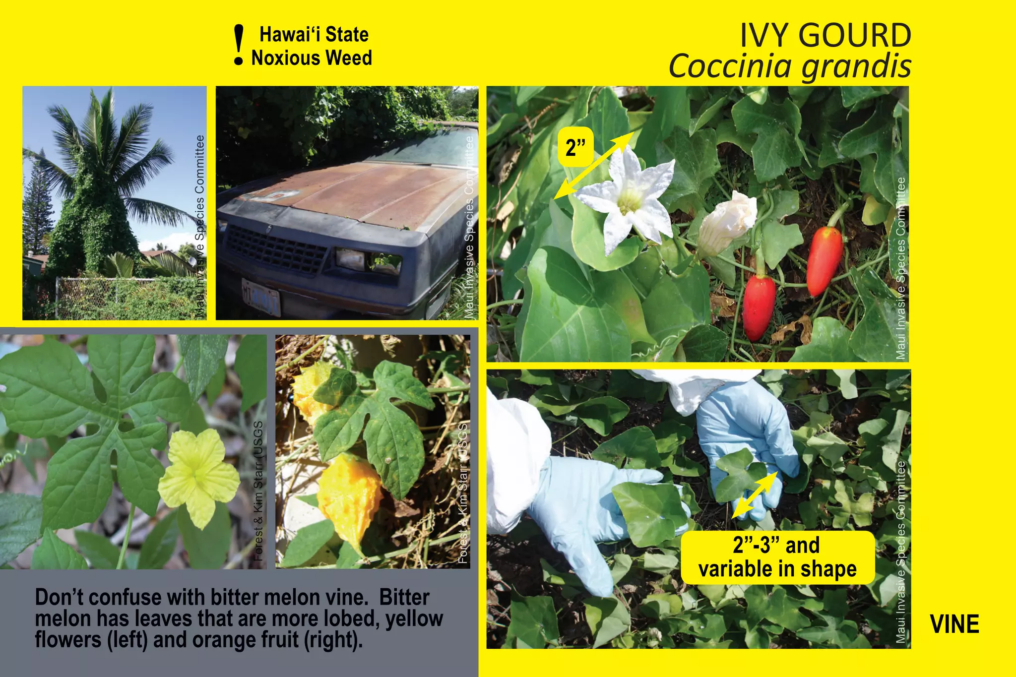 !    Hawai‘i State
                                                      Noxious Weed
                                                                                                                                     IVY GOURD
                                                                                                                                 Coccinia grandis

                                                                                                                            2”

                Maui Invasive Species Committee




                                                                                          Maui Invasive Species Committee




                                                                                                                                                       Maui Invasive Species Committee
                                                      Forest & Kim Starr (USGS




                                                                                 Forest & Kim Starr (USGS




                                                                                                                                                       Maui Invasive Species Committee
                                                                                                                                       2”-3” and
                                                                                                                                   variable in shape
Don’t confuse with bitter melon vine. Bitter
melon has leaves that are more lobed, yellow                                                                                                                                             VINE
flowers (left) and orange fruit (right).
 