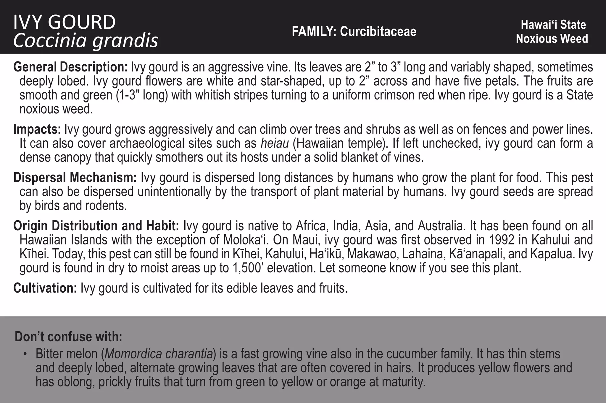 IVY GOURD                                               FAMILY: Curcibitaceae
                                                                                                      Hawai‘i State
Coccinia grandis                                                                                     Noxious Weed

General Description: Ivy gourd is an aggressive vine. Its leaves are 2” to 3” long and variably shaped, sometimes
 deeply lobed. Ivy gourd flowers are white and star-shaped, up to 2” across and have five petals. The fruits are
 smooth and green (1-3" long) with whitish stripes turning to a uniform crimson red when ripe. Ivy gourd is a State
 noxious weed.
Impacts: Ivy gourd grows aggressively and can climb over trees and shrubs as well as on fences and power lines.
 It can also cover archaeological sites such as heiau (Hawaiian temple). If left unchecked, ivy gourd can form a
 dense canopy that quickly smothers out its hosts under a solid blanket of vines.
Dispersal Mechanism: Ivy gourd is dispersed long distances by humans who grow the plant for food. This pest
 can also be dispersed unintentionally by the transport of plant material by humans. Ivy gourd seeds are spread
 by birds and rodents.
Origin Distribution and Habit: Ivy gourd is native to Africa, India, Asia, and Australia. It has been found on all
 Hawaiian Islands with the exception of Moloka‘i. On Maui, ivy gourd was first observed in 1992 in Kahului and
 Kīhei. Today, this pest can still be found in Kīhei, Kahului, Ha‘ikū, Makawao, Lahaina, Kā‘anapali, and Kapalua. Ivy
 gourd is found in dry to moist areas up to 1,500’ elevation. Let someone know if you see this plant.
Cultivation: Ivy gourd is cultivated for its edible leaves and fruits.


Don’t confuse with:
 • Bitter melon (Momordica charantia) is a fast growing vine also in the cucumber family. It has thin stems
   and deeply lobed, alternate growing leaves that are often covered in hairs. It produces yellow flowers and
   has oblong, prickly fruits that turn from green to yellow or orange at maturity.
 