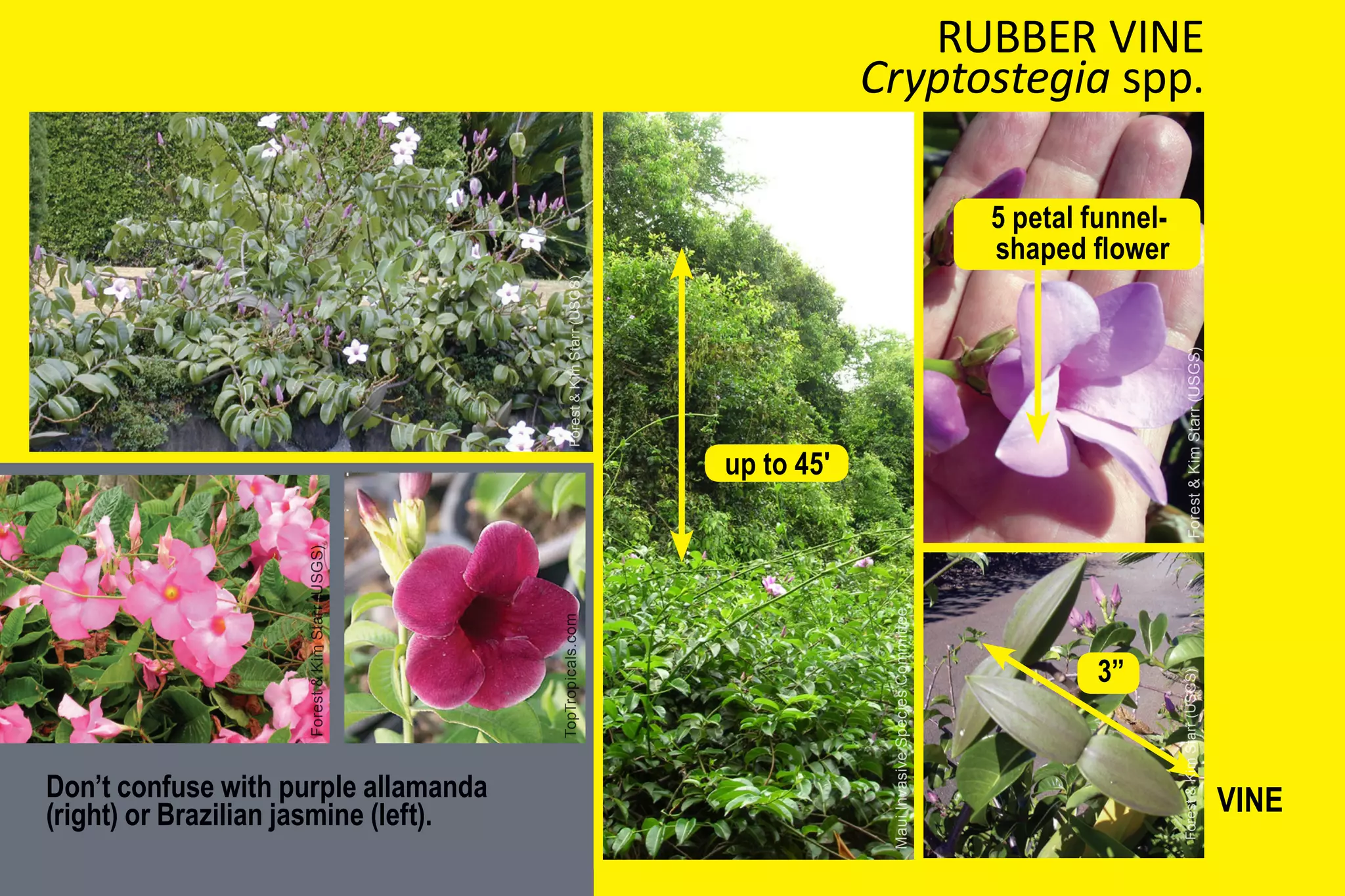 Forest & Kim Starr (USGS)




 (right) or Brazilian jasmine (left).
 Don’t confuse with purple allamanda
                                        TopTropicals.com                          Forest & Kim Starr (USGS)
                                                                           up to 45'




Maui Invasive Species Committee
                                             3”
                                                                                                              5 petal funnel-
                                                                                                              shaped flower




 Forest & Kim Starr (USGS)                                          Forest & Kim Starr (USGS)
                                                                                                                                   RUBBER VINE
                                                                                                                                Cryptostegia spp.




       VINE
 
