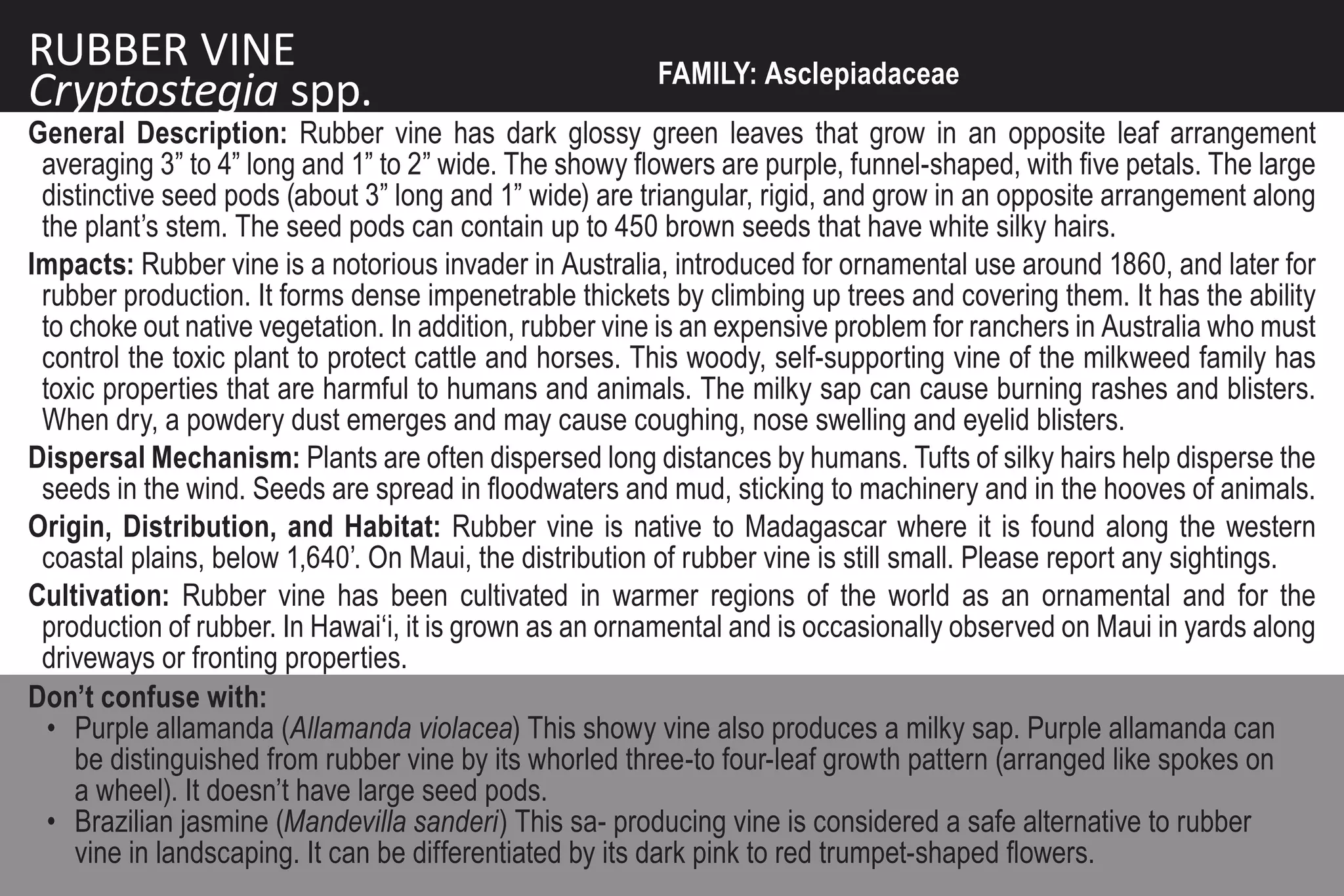 RUBBER VINE                                             FAMILY: Asclepiadaceae
Cryptostegia spp.
General Description: Rubber vine has dark glossy green leaves that grow in an opposite leaf arrangement
 averaging 3” to 4” long and 1” to 2” wide. The showy flowers are purple, funnel-shaped, with five petals. The large
 distinctive seed pods (about 3” long and 1” wide) are triangular, rigid, and grow in an opposite arrangement along
 the plant’s stem. The seed pods can contain up to 450 brown seeds that have white silky hairs.
Impacts: Rubber vine is a notorious invader in Australia, introduced for ornamental use around 1860, and later for
 rubber production. It forms dense impenetrable thickets by climbing up trees and covering them. It has the ability
 to choke out native vegetation. In addition, rubber vine is an expensive problem for ranchers in Australia who must
 control the toxic plant to protect cattle and horses. This woody, self-supporting vine of the milkweed family has
 toxic properties that are harmful to humans and animals. The milky sap can cause burning rashes and blisters.
 When dry, a powdery dust emerges and may cause coughing, nose swelling and eyelid blisters.
Dispersal Mechanism: Plants are often dispersed long distances by humans. Tufts of silky hairs help disperse the
 seeds in the wind. Seeds are spread in floodwaters and mud, sticking to machinery and in the hooves of animals.
Origin, Distribution, and Habitat: Rubber vine is native to Madagascar where it is found along the western
 coastal plains, below 1,640’. On Maui, the distribution of rubber vine is still small. Please report any sightings.
Cultivation: Rubber vine has been cultivated in warmer regions of the world as an ornamental and for the
 production of rubber. In Hawai‘i, it is grown as an ornamental and is occasionally observed on Maui in yards along
 driveways or fronting properties.
Don’t confuse with:
  • Purple allamanda (Allamanda violacea) This showy vine also produces a milky sap. Purple allamanda can
    be distinguished from rubber vine by its whorled three-to four-leaf growth pattern (arranged like spokes on
    a wheel). It doesn’t have large seed pods.
  • Brazilian jasmine (Mandevilla sanderi) This sa- producing vine is considered a safe alternative to rubber
    vine in landscaping. It can be differentiated by its dark pink to red trumpet-shaped flowers.
 