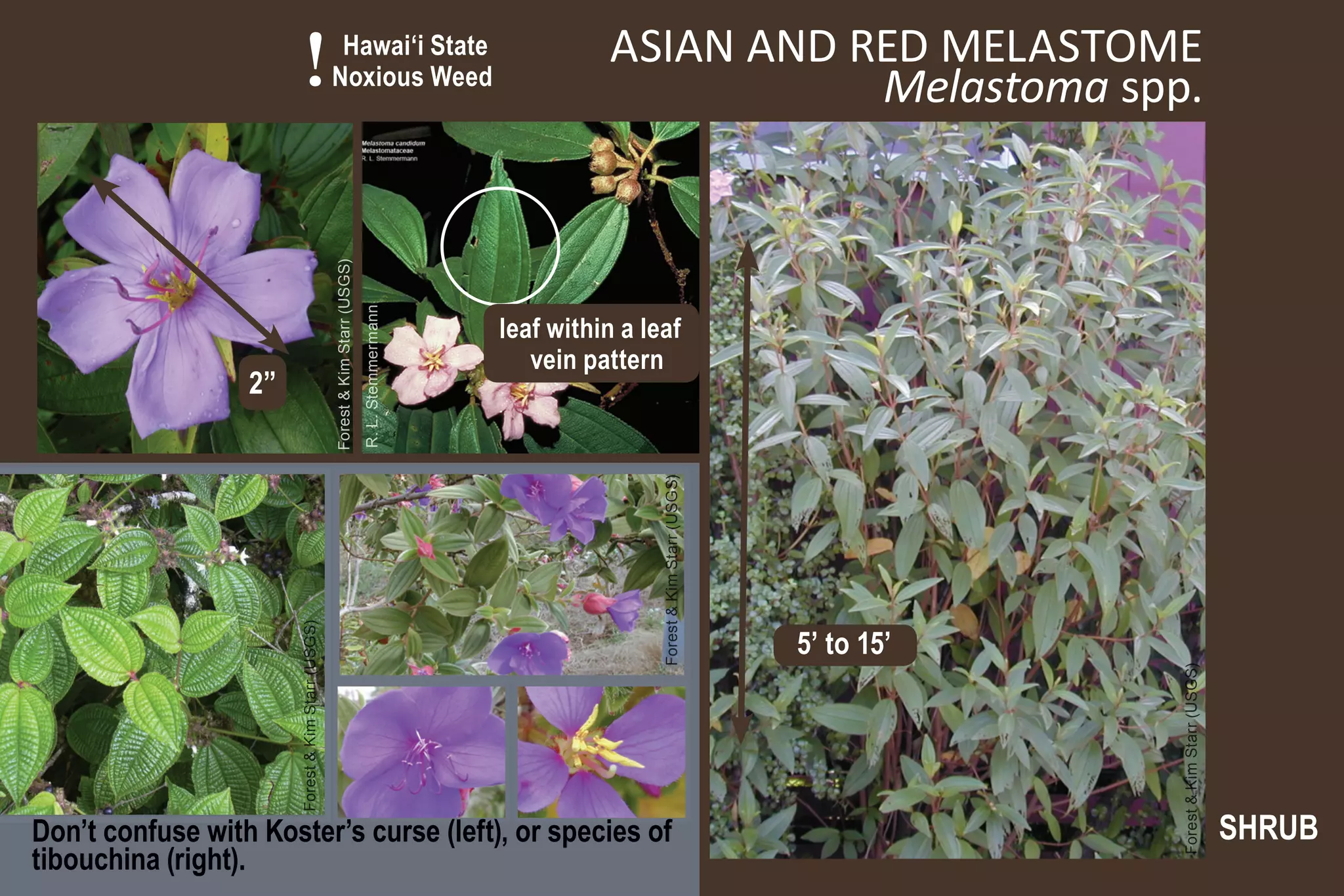 !                      Hawai‘i State
                                                   Noxious Weed
                                                                                                             ASIAN AND RED MELASTOME
                                                                                                                        Melastoma spp.



                                                   Forest & Kim Starr (USGS)
                                                                               R. L. Stemmermann
                                                                                                   leaf within a leaf
                                                                                                      vein pattern
                  2”




                                                                                                                   Forest & Kim Starr (USGS)
                                                                                                                                               5’ to 15’
                       Forest & Kim Starr (USGS)




                                                                                                                                                           Forest & Kim Starr (USGS)
Don’t confuse with Koster’s curse (left), or species of                                                                                                                                SHRUB
tibouchina (right).
 