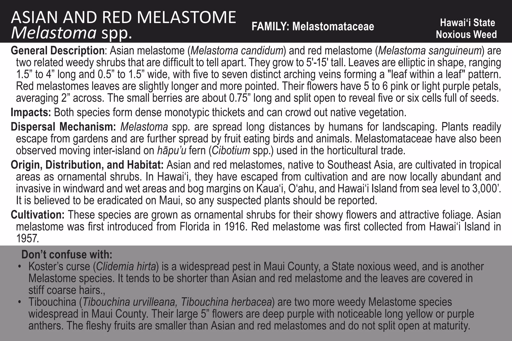 ASIAN AND RED MELASTOME                                     FAMILY: Melastomataceae                        Hawai‘i State
Melastoma spp.                                                                                            Noxious Weed
General Description: Asian melastome (Melastoma candidum) and red melastome (Melastoma sanguineum) are
 two related weedy shrubs that are difficult to tell apart. They grow to 5'-15' tall. Leaves are elliptic in shape, ranging
 1.5” to 4” long and 0.5” to 1.5” wide, with five to seven distinct arching veins forming a "leaf within a leaf" pattern.
 Red melastomes leaves are slightly longer and more pointed. Their flowers have 5 to 6 pink or light purple petals,
 averaging 2” across. The small berries are about 0.75” long and split open to reveal five or six cells full of seeds.
Impacts: Both species form dense monotypic thickets and can crowd out native vegetation.
Dispersal Mechanism: Melastoma spp. are spread long distances by humans for landscaping. Plants readily
 escape from gardens and are further spread by fruit eating birds and animals. Melastomataceae have also been
 observed moving inter-island on hāpu’u fern (Cibotium spp.) used in the horticultural trade.
Origin, Distribution, and Habitat: Asian and red melastomes, native to Southeast Asia, are cultivated in tropical
 areas as ornamental shrubs. In Hawai‘i, they have escaped from cultivation and are now locally abundant and
 invasive in windward and wet areas and bog margins on Kaua‘i, O‘ahu, and Hawai‘i Island from sea level to 3,000’.
 It is believed to be eradicated on Maui, so any suspected plants should be reported.
Cultivation: These species are grown as ornamental shrubs for their showy flowers and attractive foliage. Asian
 melastome was first introduced from Florida in 1916. Red melastome was first collected from Hawai‘i Island in
 1957.
   Don’t confuse with:
  • Koster’s curse (Clidemia hirta) is a widespread pest in Maui County, a State noxious weed, and is another
     Melastome species. It tends to be shorter than Asian and red melastome and the leaves are covered in
     stiff coarse hairs.,
  • Tibouchina (Tibouchina urvilleana, Tibouchina herbacea) are two more weedy Melastome species
     widespread in Maui County. Their large 5” flowers are deep purple with noticeable long yellow or purple
     anthers. The fleshy fruits are smaller than Asian and red melastomes and do not split open at maturity.
 