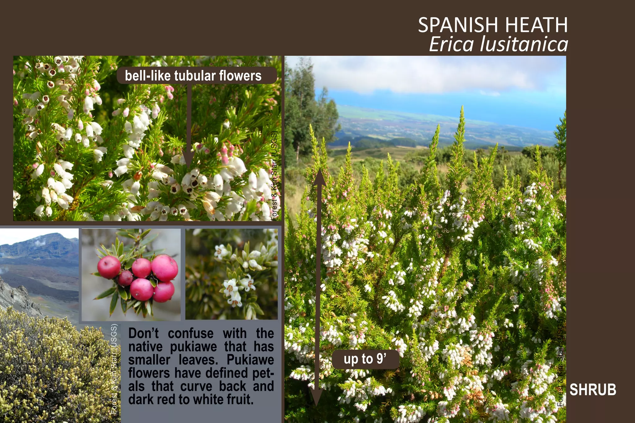 SPANISH HEATH
                                                                                                Erica lusitanica
                            bell-like tubular flowers




                                                        Forest & Kim Starr (USGS)




                                                                                                              Forest & Kim Starr (USGS)
                            Don’t confuse with the
Forest & Kim Starr (USGS)




                            native pukiawe that has
                            smaller leaves. Pukiawe                                 up to 9’
                            flowers have defined pet-
                            als that curve back and                                                                                       SHRUB
                            dark red to white fruit.
 