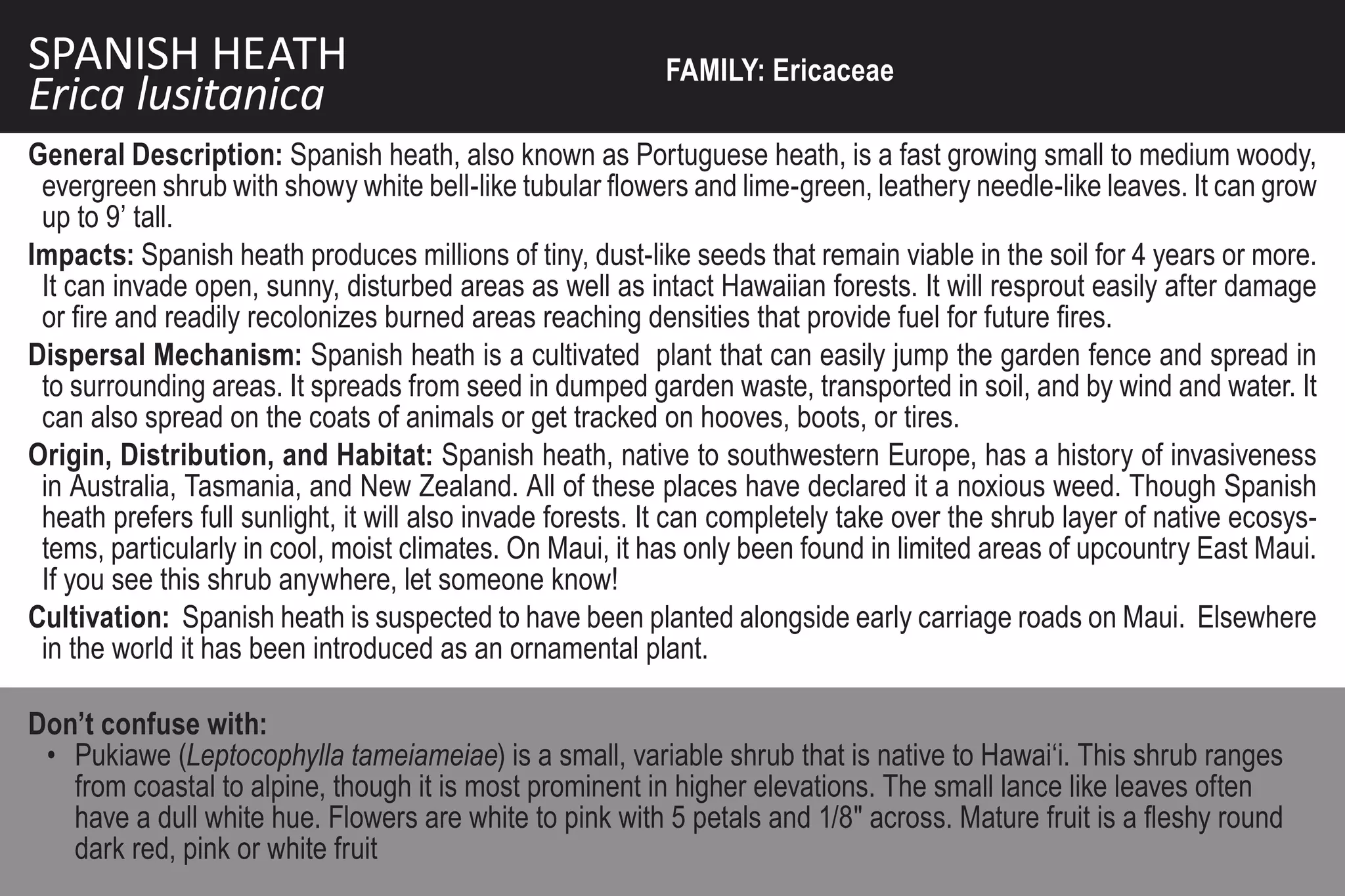 SPANISH HEATH                                              FAMILY: Ericaceae
Erica lusitanica
General Description: Spanish heath, also known as Portuguese heath, is a fast growing small to medium woody,
 evergreen shrub with showy white bell-like tubular flowers and lime-green, leathery needle-like leaves. It can grow
 up to 9’ tall.
Impacts: Spanish heath produces millions of tiny, dust-like seeds that remain viable in the soil for 4 years or more.
 It can invade open, sunny, disturbed areas as well as intact Hawaiian forests. It will resprout easily after damage
 or fire and readily recolonizes burned areas reaching densities that provide fuel for future fires.
Dispersal Mechanism: Spanish heath is a cultivated plant that can easily jump the garden fence and spread in
 to surrounding areas. It spreads from seed in dumped garden waste, transported in soil, and by wind and water. It
 can also spread on the coats of animals or get tracked on hooves, boots, or tires.
Origin, Distribution, and Habitat: Spanish heath, native to southwestern Europe, has a history of invasiveness
 in Australia, Tasmania, and New Zealand. All of these places have declared it a noxious weed. Though Spanish
 heath prefers full sunlight, it will also invade forests. It can completely take over the shrub layer of native ecosys-
 tems, particularly in cool, moist climates. On Maui, it has only been found in limited areas of upcountry East Maui.
 If you see this shrub anywhere, let someone know!
Cultivation: Spanish heath is suspected to have been planted alongside early carriage roads on Maui. Elsewhere
 in the world it has been introduced as an ornamental plant.

Don’t confuse with:
 • Pukiawe (Leptocophylla tameiameiae) is a small, variable shrub that is native to Hawai‘i. This shrub ranges
   from coastal to alpine, though it is most prominent in higher elevations. The small lance like leaves often
   have a dull white hue. Flowers are white to pink with 5 petals and 1/8" across. Mature fruit is a fleshy round
   dark red, pink or white fruit
 