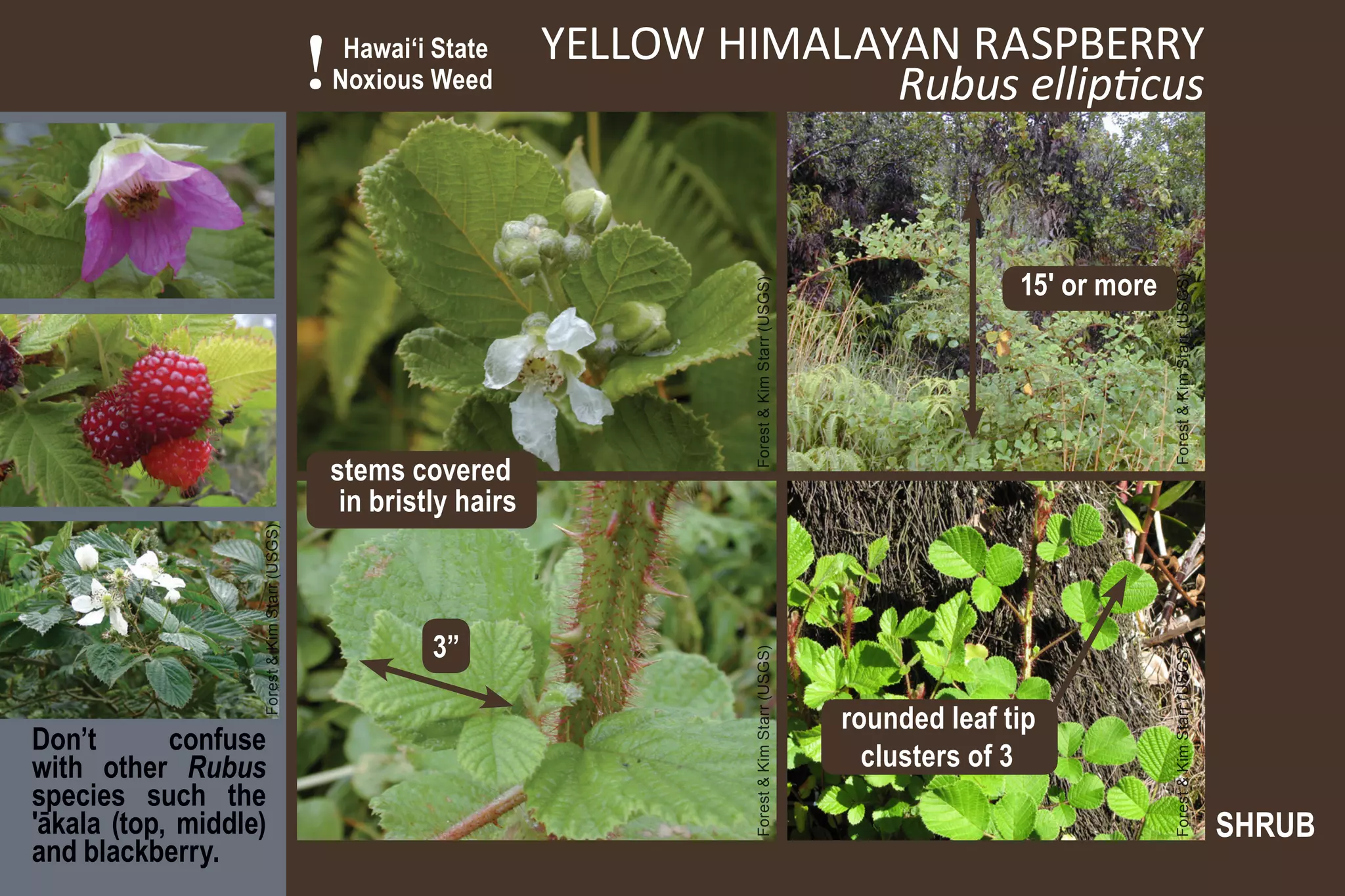 !    Hawai‘i State
                                                   Noxious Weed
                                                                       YELLOW HIMALAYAN RASPBERRY
                                                                                     Rubus ellipticus


                                                                                                                          15' or more




                                                                                                                                        Forest & Kim Starr (USGS)
                                                                                Forest & Kim Starr (USGS)
                                                   stems covered
                                                    in bristly hairs
                   Forest & Kim Starr (USGS)




                                                            3”


                                                                                Forest & Kim Starr (USGS)




                                                                                                                                        Forest & Kim Starr (USGS)
                                                                                                            rounded leaf tip
Don’t       confuse
with other Rubus                                                                                              clusters of 3
species such the
'ākala (top, middle)                                                                                                                                                SHRUB
and blackberry.
 