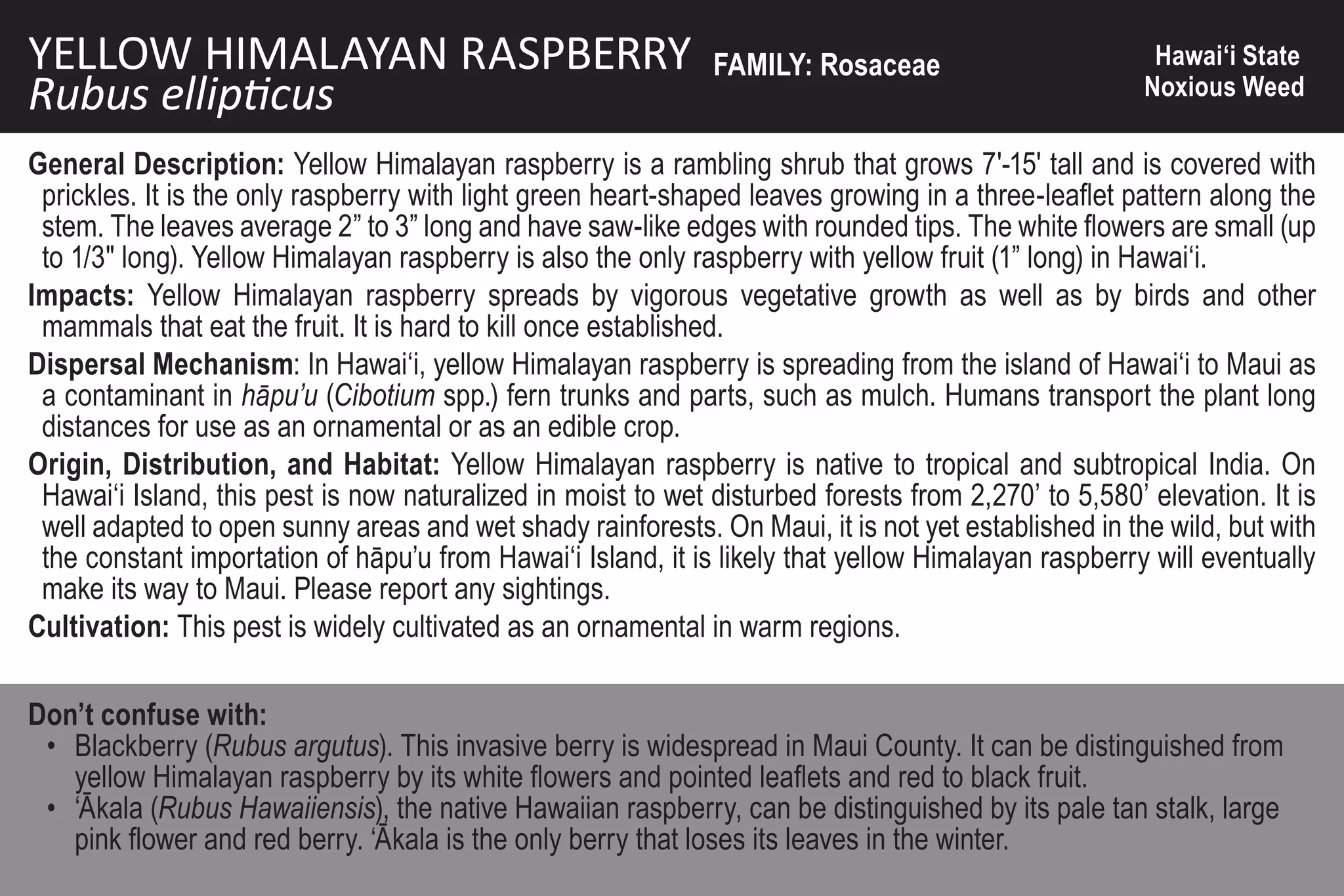 YELLOW HIMALAYAN RASPBERRY                                    FAMILY: Rosaceae                         Hawai‘i State
Rubus ellipticus                                                                                      Noxious Weed

General Description: Yellow Himalayan raspberry is a rambling shrub that grows 7'-15' tall and is covered with
 prickles. It is the only raspberry with light green heart-shaped leaves growing in a three-leaflet pattern along the
 stem. The leaves average 2” to 3” long and have saw-like edges with rounded tips. The white flowers are small (up
 to 1/3" long). Yellow Himalayan raspberry is also the only raspberry with yellow fruit (1” long) in Hawai‘i.
Impacts: Yellow Himalayan raspberry spreads by vigorous vegetative growth as well as by birds and other
 mammals that eat the fruit. It is hard to kill once established.
Dispersal Mechanism: In Hawai‘i, yellow Himalayan raspberry is spreading from the island of Hawai‘i to Maui as
 a contaminant in hāpu’u (Cibotium spp.) fern trunks and parts, such as mulch. Humans transport the plant long
 distances for use as an ornamental or as an edible crop.
Origin, Distribution, and Habitat: Yellow Himalayan raspberry is native to tropical and subtropical India. On
 Hawai‘i Island, this pest is now naturalized in moist to wet disturbed forests from 2,270’ to 5,580’ elevation. It is
 well adapted to open sunny areas and wet shady rainforests. On Maui, it is not yet established in the wild, but with
 the constant importation of hāpu’u from Hawai‘i Island, it is likely that yellow Himalayan raspberry will eventually
 make its way to Maui. Please report any sightings.
Cultivation: This pest is widely cultivated as an ornamental in warm regions.

Don’t confuse with:
 • Blackberry (Rubus argutus). This invasive berry is widespread in Maui County. It can be distinguished from
   yellow Himalayan raspberry by its white flowers and pointed leaflets and red to black fruit.
 • ‘Ākala (Rubus Hawaiiensis), the native Hawaiian raspberry, can be distinguished by its pale tan stalk, large
   pink flower and red berry. ‘Ākala is the only berry that loses its leaves in the winter.
 