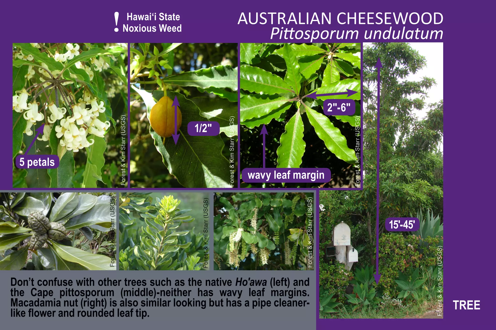 !                         Hawai‘i State
                                                            Noxious Weed
                                                                                                                                       AUSTRALIAN CHEESEWOOD
                                                                                                                                          Pittosporum undulatum


                                                                                                                                                                                2"-6"
                                                  Forest & Kim Starr (USGS)




                                                                                                           Forest & Kim Starr (USGS)




                                                                                                                                                                                        Forest & Kim Starr (USGS)
                                                                              1/2"

  5 petals
                                                                                                                                        wavy leaf margin
                      Forest & Kim Starr (USGS)




                                                                                                                                                    Forest & Kim Starr (USGS)
                                                                               Forest & Kim Starr (USGS)


                                                                                                                                                                                                                    15'-45'




                                                                                                                                                                                                                              Forest & Kim Starr (USGS)
Don’t confuse with other trees such as the native Ho'awa (left) and
the Cape pittosporum (middle)-neither has wavy leaf margins.
Macadamia nut (right) is also similar looking but has a pipe cleaner-                                                                                                                                                                                     TREE
like flower and rounded leaf tip.
 