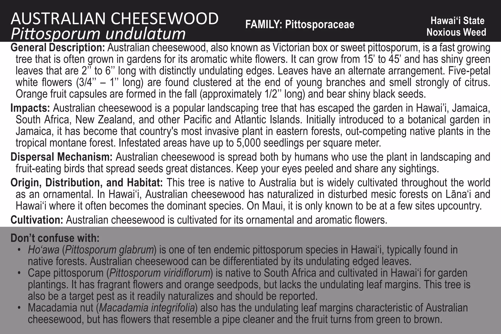 AUSTRALIAN CHEESEWOOD                                   FAMILY: Pittosporaceae                       Hawai‘i State
Pittosporum undulatum                                                                               Noxious Weed
General Description: Australian cheesewood, also known as Victorian box or sweet pittosporum, is a fast growing
 tree that is often grown in gardens for its aromatic white flowers. It can grow from 15’ to 45’ and has shiny green
 leaves that are 2’’ to 6’’ long with distinctly undulating edges. Leaves have an alternate arrangement. Five-petal
 white flowers (3/4’’ – 1’’ long) are found clustered at the end of young branches and smell strongly of citrus.
 Orange fruit capsules are formed in the fall (approximately 1/2’’ long) and bear shiny black seeds.
Impacts: Australian cheesewood is a popular landscaping tree that has escaped the garden in Hawai’i, Jamaica,
 South Africa, New Zealand, and other Pacific and Atlantic Islands. Initially introduced to a botanical garden in
 Jamaica, it has become that country's most invasive plant in eastern forests, out-competing native plants in the
 tropical montane forest. Infestated areas have up to 5,000 seedlings per square meter.
Dispersal Mechanism: Australian cheesewood is spread both by humans who use the plant in landscaping and
 fruit-eating birds that spread seeds great distances. Keep your eyes peeled and share any sightings.
Origin, Distribution, and Habitat: This tree is native to Australia but is widely cultivated throughout the world
 as an ornamental. In Hawai‘i, Australian cheesewood has naturalized in disturbed mesic forests on Lāna‘i and
 Hawai‘i where it often becomes the dominant species. On Maui, it is only known to be at a few sites upcountry.
Cultivation: Australian cheesewood is cultivated for its ornamental and aromatic flowers.
Don’t confuse with:
 • Ho‘awa (Pittosporum glabrum) is one of ten endemic pittosporum species in Hawai‘i, typically found in
   native forests. Australian cheesewood can be differentiated by its undulating edged leaves.
 • Cape pittosporum (Pittosporum viridiflorum) is native to South Africa and cultivated in Hawai‘i for garden
   plantings. It has fragrant flowers and orange seedpods, but lacks the undulating leaf margins. This tree is
   also be a target pest as it readily naturalizes and should be reported.
 • Macadamia nut (Macadamia integrifolia) also has the undulating leaf margins characteristic of Australian
   cheesewood, but has flowers that resemble a pipe cleaner and the fruit turns from green to brown.
 