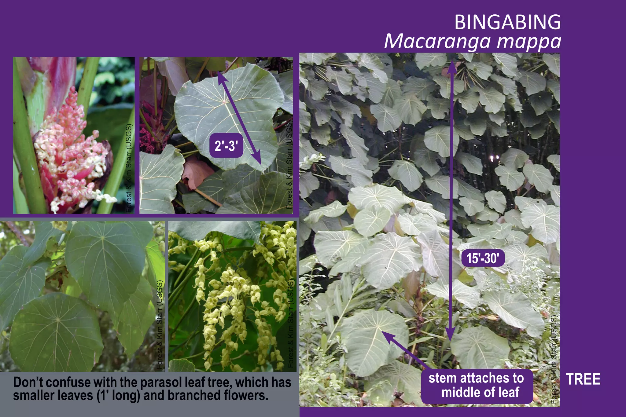 BINGABING
                                                                                                                   Macaranga mappa




                                                                                    Forest & Kim Starr (USGS)
                    Forest & Kim Starr (USGS)

                                                                            2'-3'




                                                                                                                            15'-30'

                                                                                       Forest & Kim Starr (USGS)
                                                Forest & Kim Starr (USGS)




                                                                                                                                         Forest & Kim Starr (USGS)
Don’t confuse with the parasol leaf tree, which has                                                                   stem attaches to                               TREE
smaller leaves (1' long) and branched flowers.                                                                          middle of leaf
 