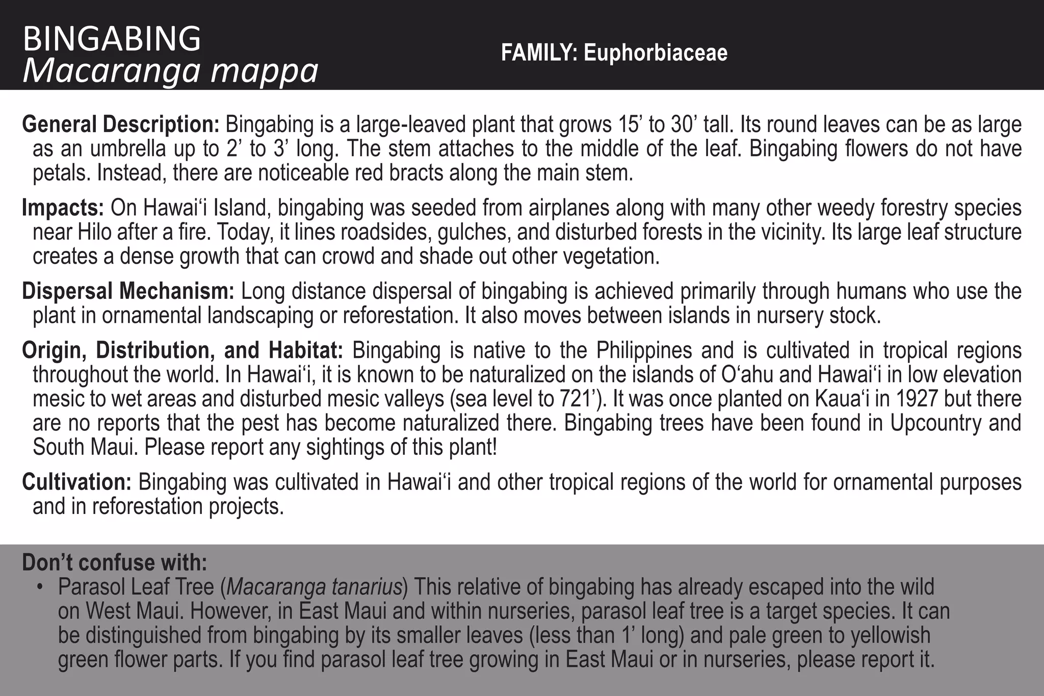 BINGABING                                                  FAMILY: Euphorbiaceae
Macaranga mappa
General Description: Bingabing is a large-leaved plant that grows 15’ to 30’ tall. Its round leaves can be as large
 as an umbrella up to 2’ to 3’ long. The stem attaches to the middle of the leaf. Bingabing flowers do not have
 petals. Instead, there are noticeable red bracts along the main stem.
Impacts: On Hawai‘i Island, bingabing was seeded from airplanes along with many other weedy forestry species
 near Hilo after a fire. Today, it lines roadsides, gulches, and disturbed forests in the vicinity. Its large leaf structure
 creates a dense growth that can crowd and shade out other vegetation.
Dispersal Mechanism: Long distance dispersal of bingabing is achieved primarily through humans who use the
 plant in ornamental landscaping or reforestation. It also moves between islands in nursery stock.
Origin, Distribution, and Habitat: Bingabing is native to the Philippines and is cultivated in tropical regions
 throughout the world. In Hawai‘i, it is known to be naturalized on the islands of O‘ahu and Hawai‘i in low elevation
 mesic to wet areas and disturbed mesic valleys (sea level to 721’). It was once planted on Kaua‘i in 1927 but there
 are no reports that the pest has become naturalized there. Bingabing trees have been found in Upcountry and
 South Maui. Please report any sightings of this plant!
Cultivation: Bingabing was cultivated in Hawai‘i and other tropical regions of the world for ornamental purposes
 and in reforestation projects.

Don’t confuse with:
 • Parasol Leaf Tree (Macaranga tanarius) This relative of bingabing has already escaped into the wild
   on West Maui. However, in East Maui and within nurseries, parasol leaf tree is a target species. It can
   be distinguished from bingabing by its smaller leaves (less than 1’ long) and pale green to yellowish
   green flower parts. If you find parasol leaf tree growing in East Maui or in nurseries, please report it.
 