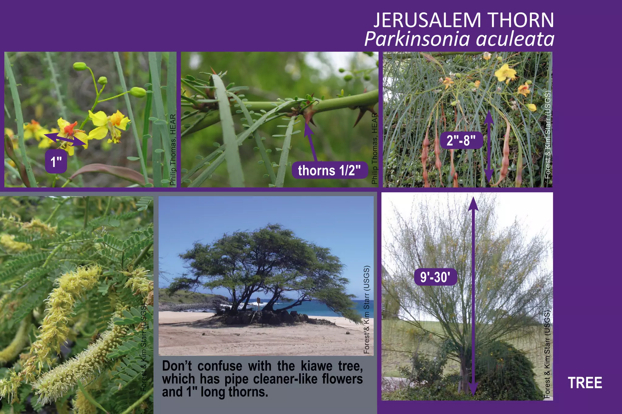 JERUSALEM THORN
                                                                           Parkinsonia aculeata




                                                                                                                               Forest & Kim Starr (USGS)
                                                                                           Philip Thomas, HEAR
                                  Philip Thomas, HEAR
                                                                                                                      2"-8"
1"
                                                        thorns 1/2"




                                                                      Forest & Kim Starr (USGS)
                                                                                                                 9'-30'
     Forest & Kim Starr (USGS)




                                                                                                                              Forest & Kim Starr (USGS)
                                 Don’t confuse with the kiawe tree,
                                 which has pipe cleaner-like flowers                                                                                       TREE
                                 and 1" long thorns.
 