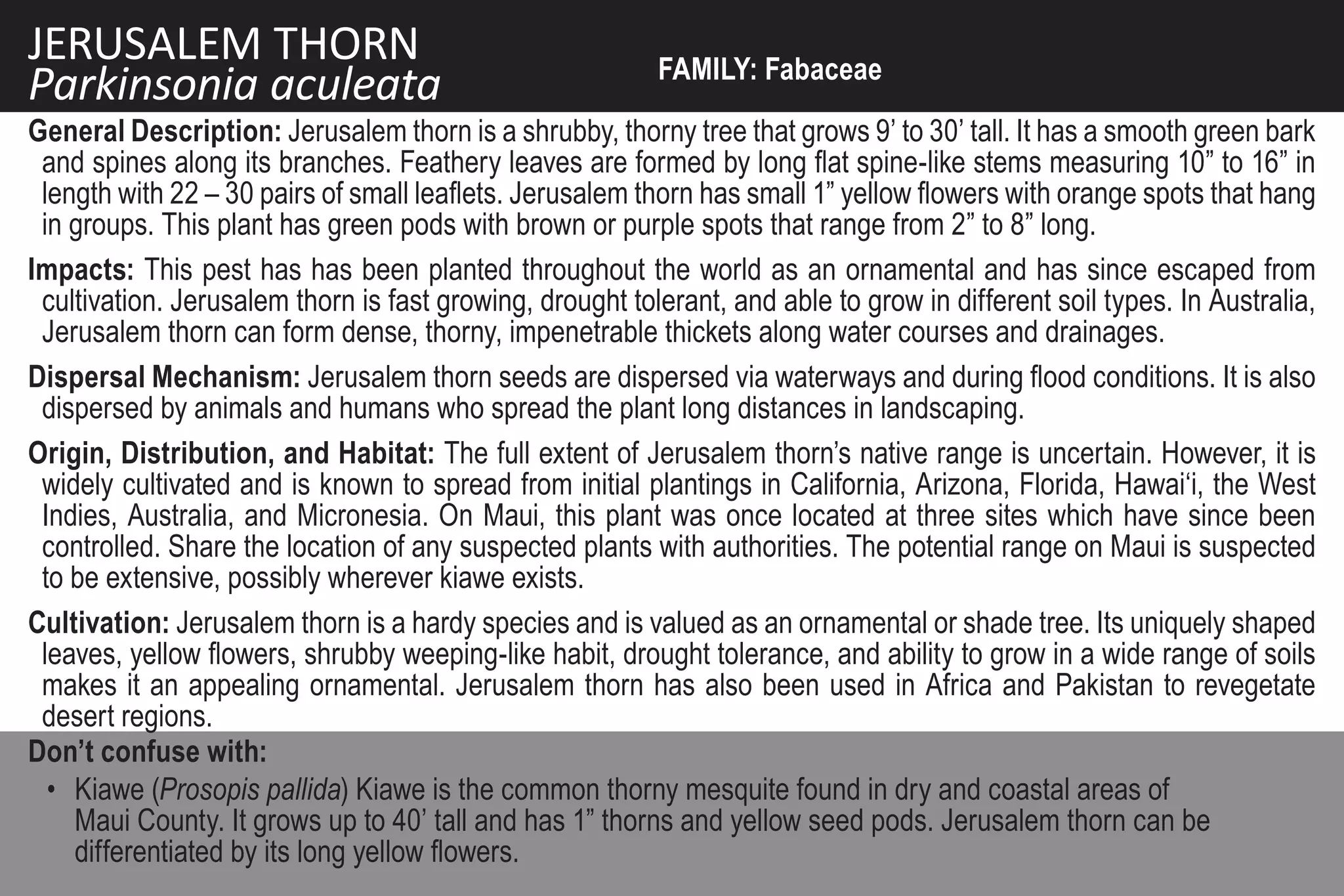 JERUSALEM THORN                                           FAMILY: Fabaceae
Parkinsonia aculeata
General Description: Jerusalem thorn is a shrubby, thorny tree that grows 9’ to 30’ tall. It has a smooth green bark
 and spines along its branches. Feathery leaves are formed by long flat spine-like stems measuring 10” to 16” in
 length with 22 – 30 pairs of small leaflets. Jerusalem thorn has small 1” yellow flowers with orange spots that hang
 in groups. This plant has green pods with brown or purple spots that range from 2” to 8” long.
Impacts: This pest has has been planted throughout the world as an ornamental and has since escaped from
 cultivation. Jerusalem thorn is fast growing, drought tolerant, and able to grow in different soil types. In Australia,
 Jerusalem thorn can form dense, thorny, impenetrable thickets along water courses and drainages.
Dispersal Mechanism: Jerusalem thorn seeds are dispersed via waterways and during flood conditions. It is also
 dispersed by animals and humans who spread the plant long distances in landscaping.
Origin, Distribution, and Habitat: The full extent of Jerusalem thorn’s native range is uncertain. However, it is
 widely cultivated and is known to spread from initial plantings in California, Arizona, Florida, Hawai‘i, the West
 Indies, Australia, and Micronesia. On Maui, this plant was once located at three sites which have since been
 controlled. Share the location of any suspected plants with authorities. The potential range on Maui is suspected
 to be extensive, possibly wherever kiawe exists.
Cultivation: Jerusalem thorn is a hardy species and is valued as an ornamental or shade tree. Its uniquely shaped
 leaves, yellow flowers, shrubby weeping-like habit, drought tolerance, and ability to grow in a wide range of soils
 makes it an appealing ornamental. Jerusalem thorn has also been used in Africa and Pakistan to revegetate
 desert regions.
Don’t confuse with:
  • Kiawe (Prosopis pallida) Kiawe is the common thorny mesquite found in dry and coastal areas of
    Maui County. It grows up to 40’ tall and has 1” thorns and yellow seed pods. Jerusalem thorn can be
    differentiated by its long yellow flowers.
 