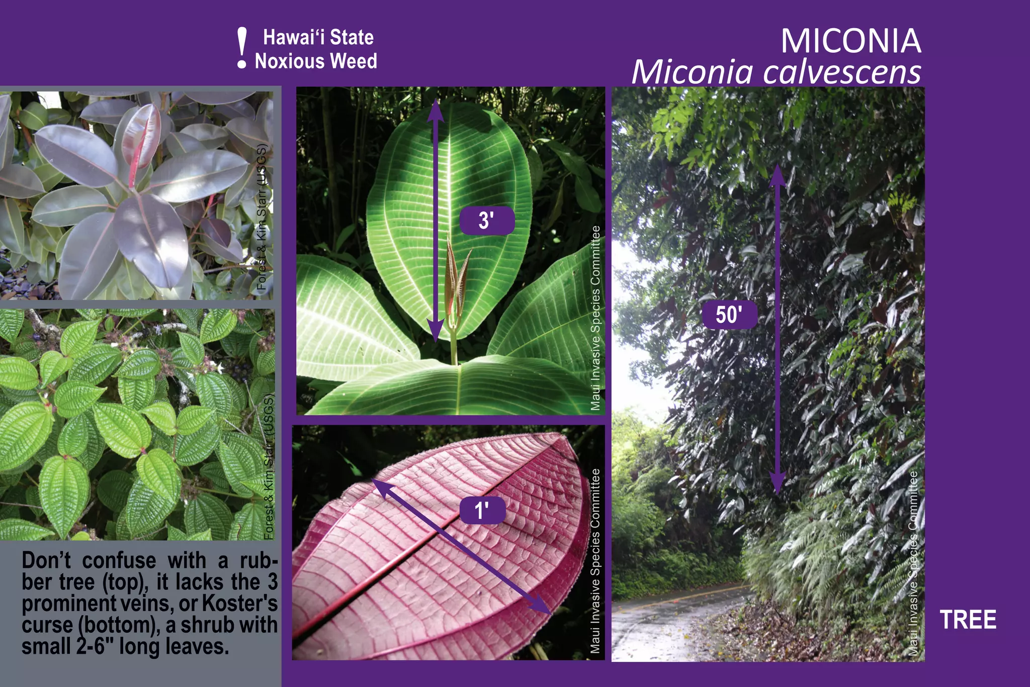 !     Hawai‘i State
                             Noxious Weed
                                                                                                                   MICONIA
                                                                                                          Miconia calvescens



                            Forest & Kim Starr (USGS)
                                                                   3'




                                                                        Maui Invasive Species Committee
                                                                                                               50'
                                       Forest & Kim Starr (USGS)




                                                                        Maui Invasive Species Committee




                                                                                                                          Maui Invasive Species Committee
                                                                   1'

Don’t confuse with a rub-
ber tree (top), it lacks the 3
prominent veins, or Koster's
curse (bottom), a shrub with                                                                                                                                TREE
small 2-6" long leaves.
 