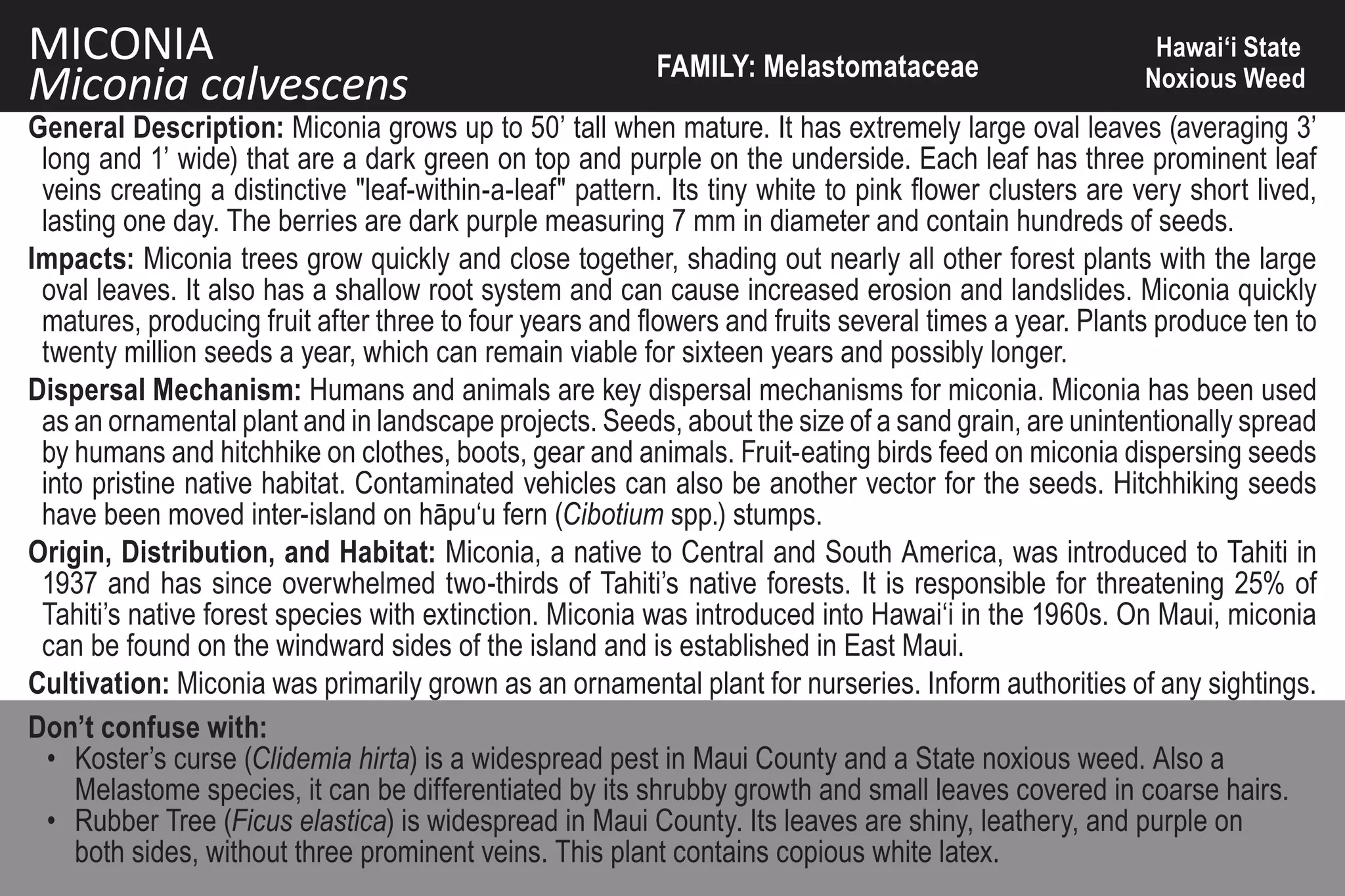 MICONIA                                                   FAMILY: Melastomataceae
                                                                                                        Hawai‘i State
Miconia calvescens                                                                                     Noxious Weed
General Description: Miconia grows up to 50’ tall when mature. It has extremely large oval leaves (averaging 3’
 long and 1’ wide) that are a dark green on top and purple on the underside. Each leaf has three prominent leaf
 veins creating a distinctive "leaf-within-a-leaf" pattern. Its tiny white to pink flower clusters are very short lived,
 lasting one day. The berries are dark purple measuring 7 mm in diameter and contain hundreds of seeds.
Impacts: Miconia trees grow quickly and close together, shading out nearly all other forest plants with the large
 oval leaves. It also has a shallow root system and can cause increased erosion and landslides. Miconia quickly
 matures, producing fruit after three to four years and flowers and fruits several times a year. Plants produce ten to
 twenty million seeds a year, which can remain viable for sixteen years and possibly longer.
Dispersal Mechanism: Humans and animals are key dispersal mechanisms for miconia. Miconia has been used
 as an ornamental plant and in landscape projects. Seeds, about the size of a sand grain, are unintentionally spread
 by humans and hitchhike on clothes, boots, gear and animals. Fruit-eating birds feed on miconia dispersing seeds
 into pristine native habitat. Contaminated vehicles can also be another vector for the seeds. Hitchhiking seeds
 have been moved inter-island on hāpu‘u fern (Cibotium spp.) stumps.
Origin, Distribution, and Habitat: Miconia, a native to Central and South America, was introduced to Tahiti in
 1937 and has since overwhelmed two-thirds of Tahiti’s native forests. It is responsible for threatening 25% of
 Tahiti’s native forest species with extinction. Miconia was introduced into Hawai‘i in the 1960s. On Maui, miconia
 can be found on the windward sides of the island and is established in East Maui.
Cultivation: Miconia was primarily grown as an ornamental plant for nurseries. Inform authorities of any sightings.
Don’t confuse with:
  • Koster’s curse (Clidemia hirta) is a widespread pest in Maui County and a State noxious weed. Also a
    Melastome species, it can be differentiated by its shrubby growth and small leaves covered in coarse hairs.
  • Rubber Tree (Ficus elastica) is widespread in Maui County. Its leaves are shiny, leathery, and purple on
    both sides, without three prominent veins. This plant contains copious white latex.
 