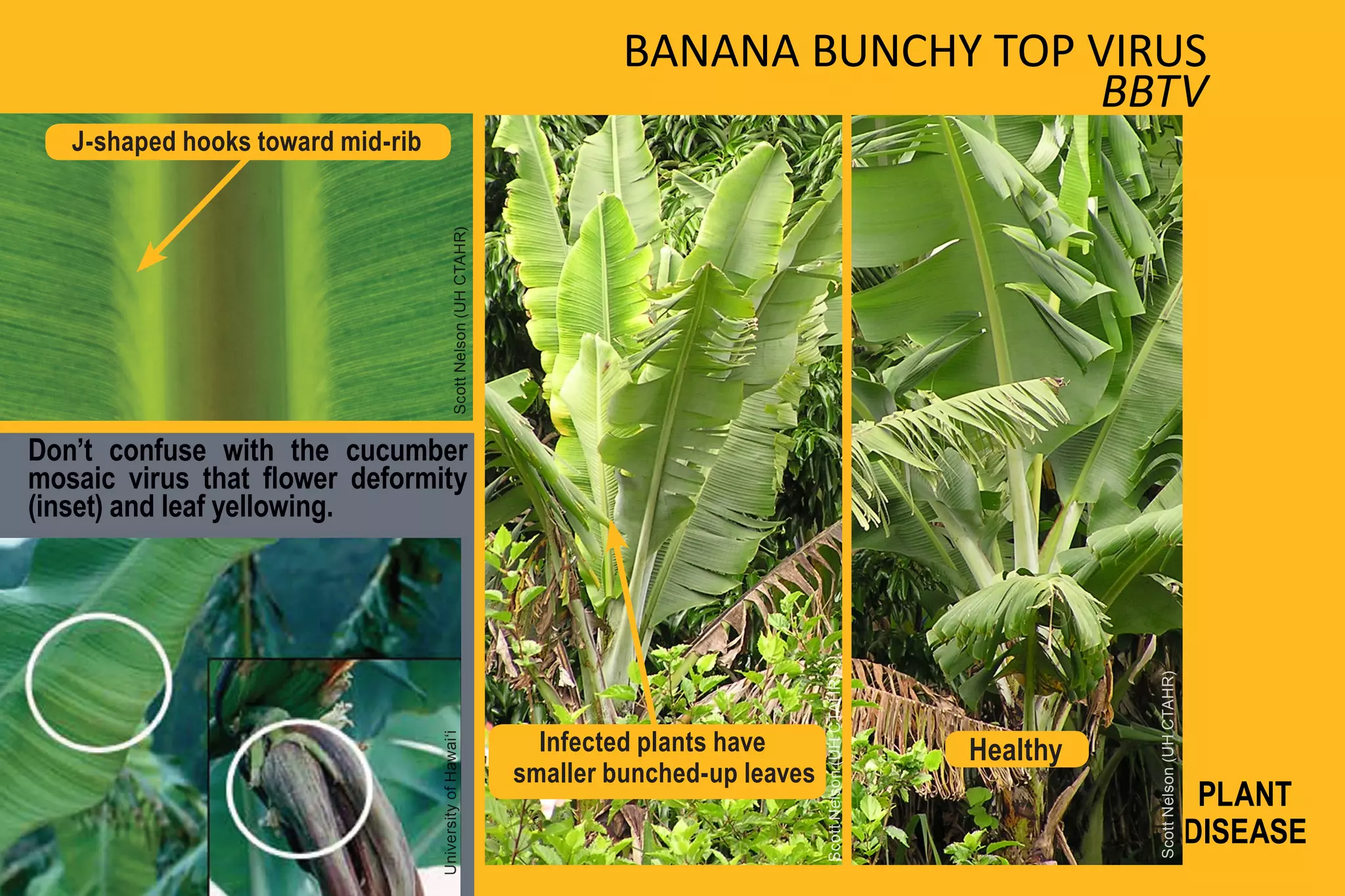 BANANA BUNCHY TOP VIRUS
                                                                                                 BBTV
   J-shaped hooks toward mid-rib




Don’t confuse with the cucumber             Scott Nelson (UH CTAHR)
mosaic virus that flower deformity
(inset) and leaf yellowing.




                                                                                                                                      Scott Nelson (UH CTAHR)
                                                                                                  Scott Nelson (UH CTAHR)
                                                                        Infected plants have                                Healthy
                                   University of Hawai‘i




                                                                      smaller bunched-up leaves
                                                                                                                                                                 PLANT
                                                                                                                                                                DISEASE
 