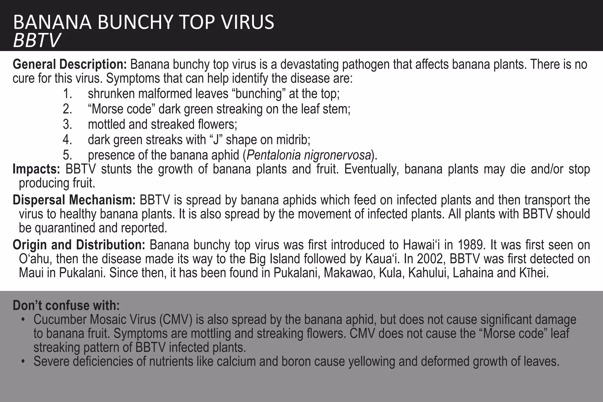 BANANA BUNCHY TOP VIRUS
BBTV
General Description: Banana bunchy top virus is a devastating pathogen that affects banana plants. There is no
cure for this virus. Symptoms that can help identify the disease are:
           1. shrunken malformed leaves “bunching” at the top;
           2. “Morse code” dark green streaking on the leaf stem;
           3. mottled and streaked flowers;
           4. dark green streaks with “J” shape on midrib;
           5. presence of the banana aphid (Pentalonia nigronervosa).
Impacts: BBTV stunts the growth of banana plants and fruit. Eventually, banana plants may die and/or stop
 producing fruit.
Dispersal Mechanism: BBTV is spread by banana aphids which feed on infected plants and then transport the
 virus to healthy banana plants. It is also spread by the movement of infected plants. All plants with BBTV should
 be quarantined and reported.
Origin and Distribution: Banana bunchy top virus was first introduced to Hawai‘i in 1989. It was first seen on
 O‘ahu, then the disease made its way to the Big Island followed by Kaua‘i. In 2002, BBTV was first detected on
 Maui in Pukalani. Since then, it has been found in Pukalani, Makawao, Kula, Kahului, Lahaina and Kīhei.

Don’t confuse with:
 • Cucumber Mosaic Virus (CMV) is also spread by the banana aphid, but does not cause significant damage
   to banana fruit. Symptoms are mottling and streaking flowers. CMV does not cause the “Morse code” leaf
   streaking pattern of BBTV infected plants.
 • Severe deficiencies of nutrients like calcium and boron cause yellowing and deformed growth of leaves.
 