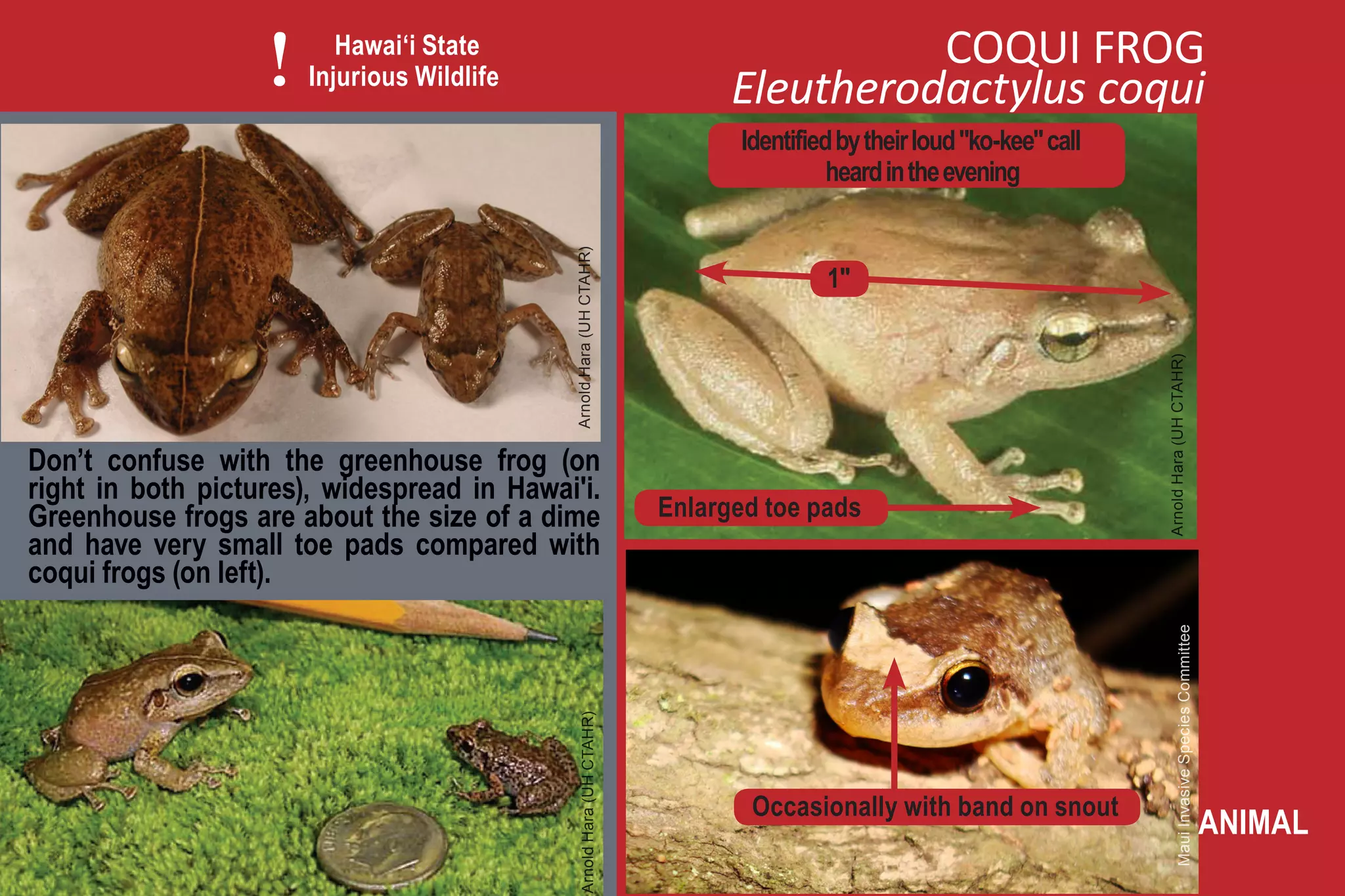 !      Hawai‘i State
                       Injurious Wildlife
                                                                                        COQUI FROG
                                                                              Eleutherodactylus coqui
                                                                              Identified by their loud "ko-kee" call
                                                                                        heard in the evening




                                            Arnold Hara (UH CTAHR)
                                                                                       1"




                                                                                                                       Arnold Hara (UH CTAHR)
Don’t confuse with the greenhouse frog (on
right in both pictures), widespread in Hawai'i.
Greenhouse frogs are about the size of a dime                           Enlarged toe pads
and have very small toe pads compared with
coqui frogs (on left).




                                                                                                                              Maui Invasive Species Committee
                                               Arnold Hara (UH CTAHR)




                                                                               Occasionally with band on snout
                                                                                                                                                                ANIMAL
 