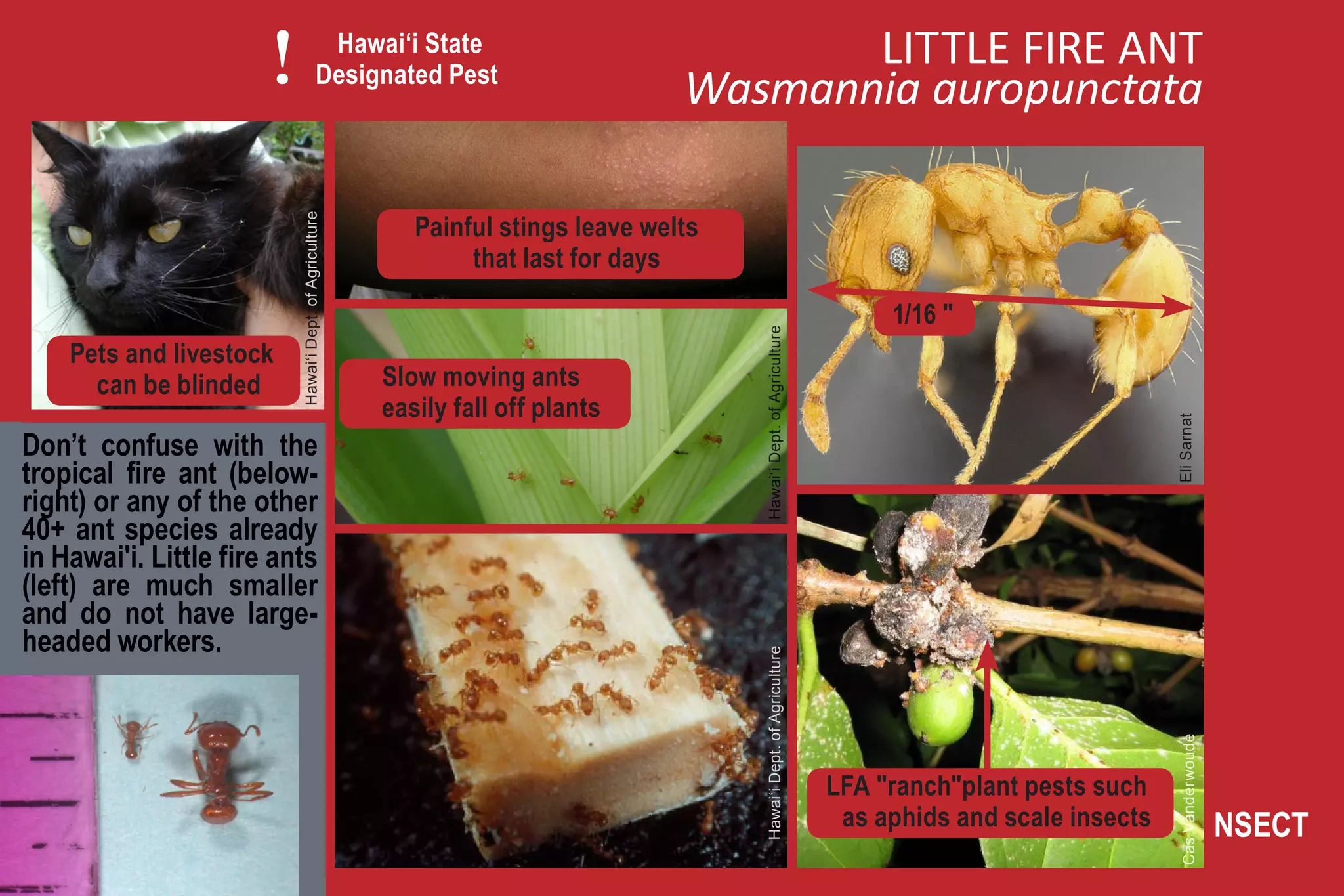 !                       Hawai‘i State
                                              Designated Pest
                                                                                            LITTLE FIRE ANT
                                                                                     Wasmannia auropunctata

                                                             Painful stings leave welts

                           Hawai‘i Dept. of Agriculture
                                                                  that last for days

                                                                                                                              1/16 "




                                                                                          Hawai‘i Dept. of Agriculture
    Pets and livestock
      can be blinded                                      Slow moving ants
                                                          easily fall off plants




                                                                                                                                                        Eli Sarnat
Don’t confuse with the
tropical fire ant (below-
right) or any of the other
40+ ant species already
in Hawai'i. Little fire ants
(left) are much smaller
and do not have large-
headed workers.



                                                                                          Hawai‘i Dept. of Agriculture




                                                                                                                                                         Cas Vanderwoude
                                                                                                                         LFA "ranch"plant pests such
                                                                                                                          as aphids and scale insects                      INSECT
 