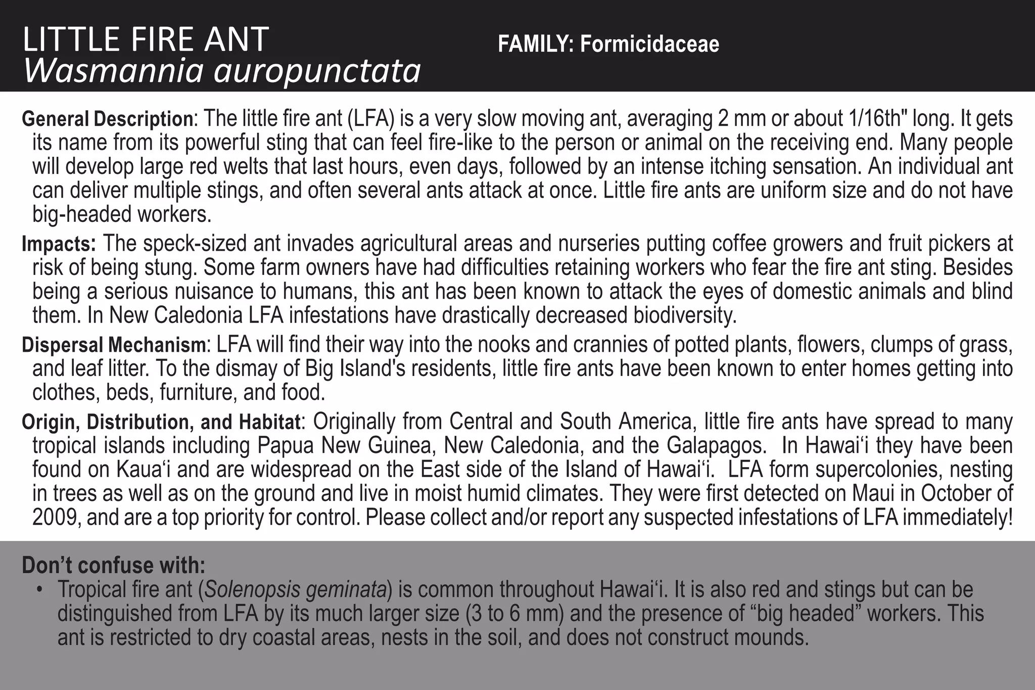 LITTLE FIRE ANT                                          FAMILY: Formicidaceae
Wasmannia auropunctata
General Description: The little fire ant (LFA) is a very slow moving ant, averaging 2 mm or about 1/16th" long. It gets
 its name from its powerful sting that can feel fire-like to the person or animal on the receiving end. Many people
 will develop large red welts that last hours, even days, followed by an intense itching sensation. An individual ant
 can deliver multiple stings, and often several ants attack at once. Little fire ants are uniform size and do not have
 big-headed workers.
Impacts: The speck-sized ant invades agricultural areas and nurseries putting coffee growers and fruit pickers at
 risk of being stung. Some farm owners have had difficulties retaining workers who fear the fire ant sting. Besides
 being a serious nuisance to humans, this ant has been known to attack the eyes of domestic animals and blind
 them. In New Caledonia LFA infestations have drastically decreased biodiversity.
Dispersal Mechanism: LFA will find their way into the nooks and crannies of potted plants, flowers, clumps of grass,
 and leaf litter. To the dismay of Big Island's residents, little fire ants have been known to enter homes getting into
 clothes, beds, furniture, and food.
Origin, Distribution, and Habitat: Originally from Central and South America, little fire ants have spread to many
 tropical islands including Papua New Guinea, New Caledonia, and the Galapagos. In Hawai‘i they have been
 found on Kaua‘i and are widespread on the East side of the Island of Hawai‘i. LFA form supercolonies, nesting
 in trees as well as on the ground and live in moist humid climates. They were first detected on Maui in October of
 2009, and are a top priority for control. Please collect and/or report any suspected infestations of LFA immediately!

Don’t confuse with:
 • Tropical fire ant (Solenopsis geminata) is common throughout Hawai‘i. It is also red and stings but can be
   distinguished from LFA by its much larger size (3 to 6 mm) and the presence of “big headed” workers. This
   ant is restricted to dry coastal areas, nests in the soil, and does not construct mounds.
 