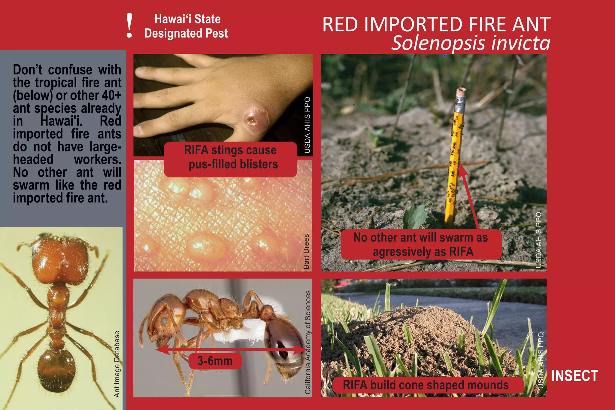 !    Hawai‘i State
                                            Designated Pest                                                 RED IMPORTED FIRE ANT
                                                                                                                  Solenopsis invicta
Don’t confuse with
the tropical fire ant
(below) or other 40+




                                                                           USDA AHIS PPQ
ant species already
in Hawai'i. Red
imported fire ants
do not have large-                                 RIFA stings cause
headed workers.                                     pus-filled blisters
No other ant will
swarm like the red
imported fire ant.




                                                                                                                                              USDA AHIS PPQ
                                                                                                               No other ant will swarm as




                                                                          Bart Drees
                                                                                                                  agressively as RIFA



                                                                           California Academy of Sciences
                   Ant Image Database




                                                                                                                                                USDA AHIS PPQ
                                                     3-6mm
                                                                                                                                                                INSECT
                                                                                                              RIFA build cone shaped mounds
 