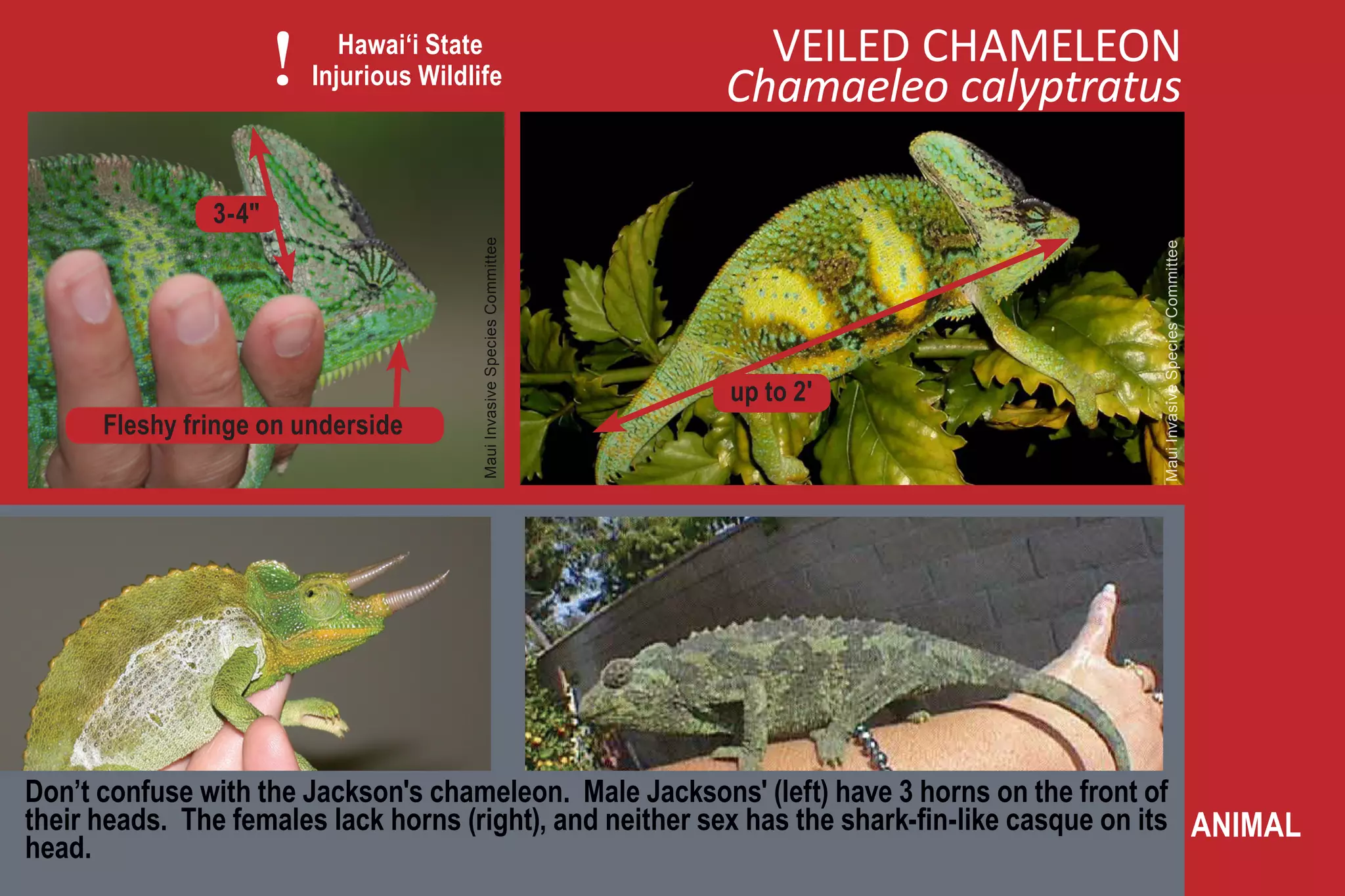 !      Hawai‘i State
                          Injurious Wildlife
                                                                             VEILED CHAMELEON
                                                                           Chamaeleo calyptratus

               3-4"




                                         Maui Invasive Species Committee




                                                                                               Maui Invasive Species Committee
                                                                           up to 2'
      Fleshy fringe on underside




Don’t confuse with the Jackson's chameleon. Male Jacksons' (left) have 3 horns on the front of
their heads. The females lack horns (right), and neither sex has the shark-fin-like casque on its ANIMAL
head.
 