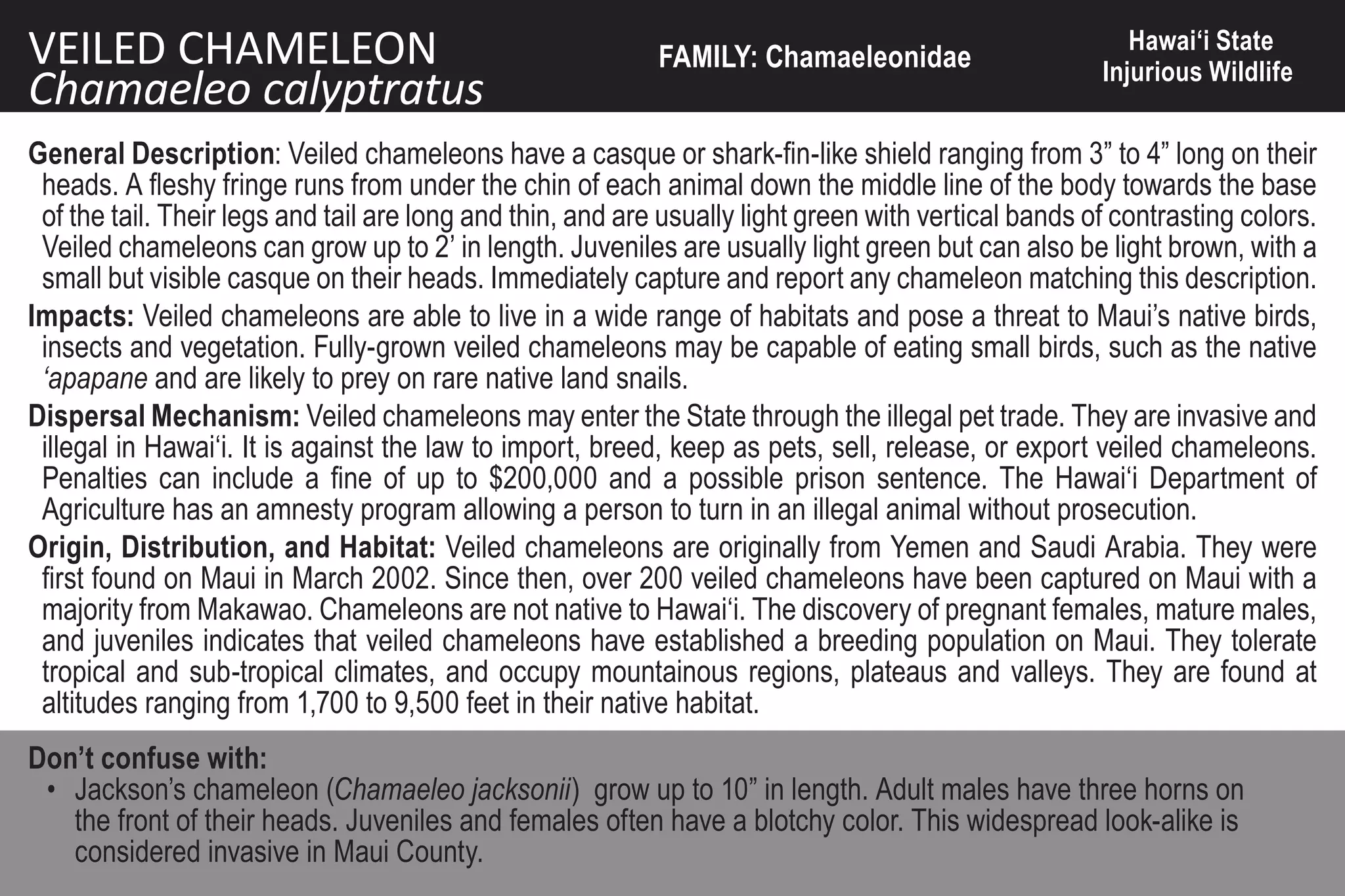 VEILED CHAMELEON                                            FAMILY: Chamaeleonidae
                                                                                                         Hawai‘i State
                                                                                                      Injurious Wildlife
Chamaeleo calyptratus
General Description: Veiled chameleons have a casque or shark-fin-like shield ranging from 3” to 4” long on their
 heads. A fleshy fringe runs from under the chin of each animal down the middle line of the body towards the base
 of the tail. Their legs and tail are long and thin, and are usually light green with vertical bands of contrasting colors.
 Veiled chameleons can grow up to 2’ in length. Juveniles are usually light green but can also be light brown, with a
 small but visible casque on their heads. Immediately capture and report any chameleon matching this description.
Impacts: Veiled chameleons are able to live in a wide range of habitats and pose a threat to Maui’s native birds,
 insects and vegetation. Fully-grown veiled chameleons may be capable of eating small birds, such as the native
 ‘apapane and are likely to prey on rare native land snails.
Dispersal Mechanism: Veiled chameleons may enter the State through the illegal pet trade. They are invasive and
 illegal in Hawai‘i. It is against the law to import, breed, keep as pets, sell, release, or export veiled chameleons.
 Penalties can include a fine of up to $200,000 and a possible prison sentence. The Hawai‘i Department of
 Agriculture has an amnesty program allowing a person to turn in an illegal animal without prosecution.
Origin, Distribution, and Habitat: Veiled chameleons are originally from Yemen and Saudi Arabia. They were
 first found on Maui in March 2002. Since then, over 200 veiled chameleons have been captured on Maui with a
 majority from Makawao. Chameleons are not native to Hawai‘i. The discovery of pregnant females, mature males,
 and juveniles indicates that veiled chameleons have established a breeding population on Maui. They tolerate
 tropical and sub-tropical climates, and occupy mountainous regions, plateaus and valleys. They are found at
 altitudes ranging from 1,700 to 9,500 feet in their native habitat.
Don’t confuse with:
 • Jackson’s chameleon (Chamaeleo jacksonii) grow up to 10” in length. Adult males have three horns on
   the front of their heads. Juveniles and females often have a blotchy color. This widespread look-alike is
   considered invasive in Maui County.
 
