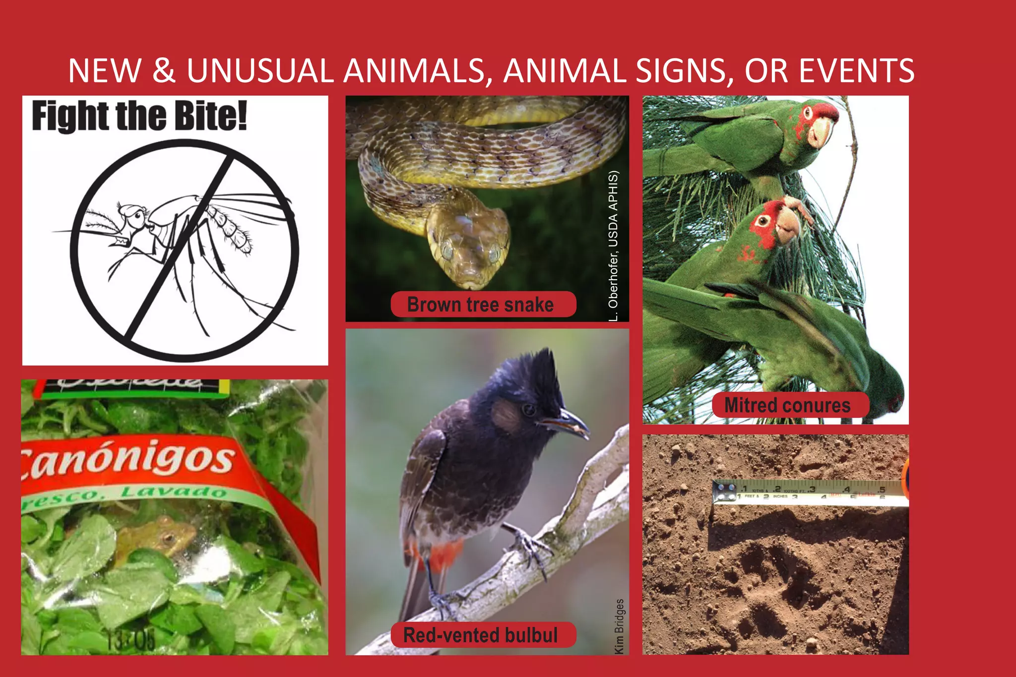 NEW & UNUSUAL ANIMALS, ANIMAL SIGNS, OR EVENTS




                                      L. Oberhofer, USDA APHIS)
                  Brown tree snake



                                                                  Mitred conures




                                             Kim Bridges
                  Red-vented bulbul
 