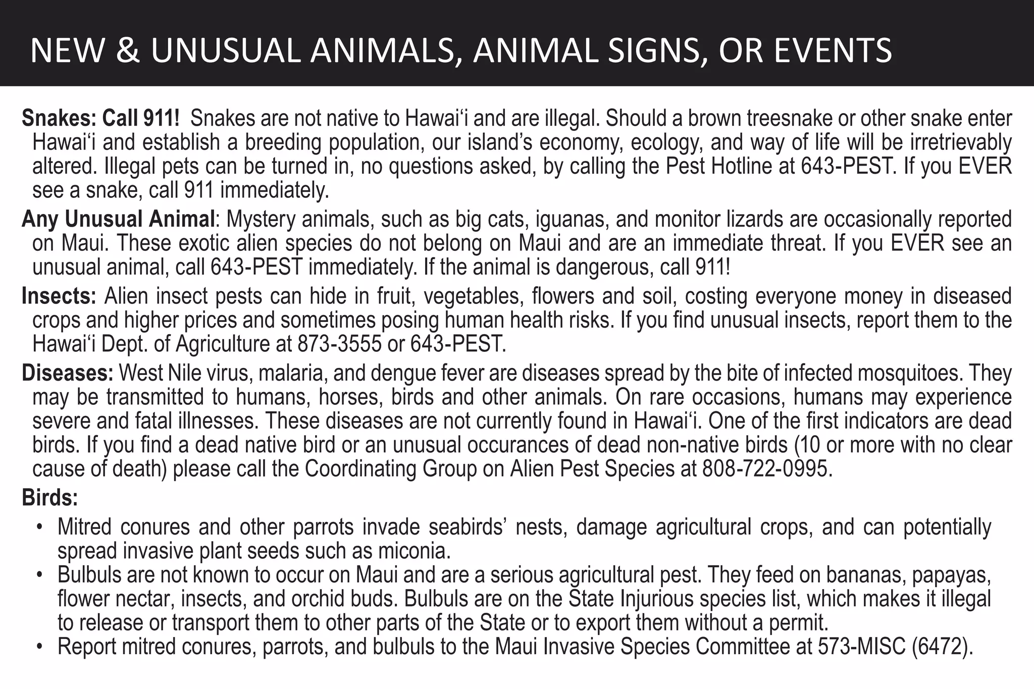 NEW & UNUSUAL ANIMALS, ANIMAL SIGNS, OR EVENTS
Snakes: Call 911! Snakes are not native to Hawai‘i and are illegal. Should a brown treesnake or other snake enter
 Hawai‘i and establish a breeding population, our island’s economy, ecology, and way of life will be irretrievably
 altered. Illegal pets can be turned in, no questions asked, by calling the Pest Hotline at 643-PEST. If you EVER
 see a snake, call 911 immediately.
Any Unusual Animal: Mystery animals, such as big cats, iguanas, and monitor lizards are occasionally reported
 on Maui. These exotic alien species do not belong on Maui and are an immediate threat. If you EVER see an
 unusual animal, call 643-PEST immediately. If the animal is dangerous, call 911!
Insects: Alien insect pests can hide in fruit, vegetables, flowers and soil, costing everyone money in diseased
 crops and higher prices and sometimes posing human health risks. If you find unusual insects, report them to the
 Hawai‘i Dept. of Agriculture at 873-3555 or 643-PEST.
Diseases: West Nile virus, malaria, and dengue fever are diseases spread by the bite of infected mosquitoes. They
 may be transmitted to humans, horses, birds and other animals. On rare occasions, humans may experience
 severe and fatal illnesses. These diseases are not currently found in Hawai‘i. One of the first indicators are dead
 birds. If you find a dead native bird or an unusual occurances of dead non-native birds (10 or more with no clear
 cause of death) please call the Coordinating Group on Alien Pest Species at 808-722-0995.
Birds:
  • Mitred conures and other parrots invade seabirds’ nests, damage agricultural crops, and can potentially
    spread invasive plant seeds such as miconia.
  • Bulbuls are not known to occur on Maui and are a serious agricultural pest. They feed on bananas, papayas,
    flower nectar, insects, and orchid buds. Bulbuls are on the State Injurious species list, which makes it illegal
    to release or transport them to other parts of the State or to export them without a permit.
  • Report mitred conures, parrots, and bulbuls to the Maui Invasive Species Committee at 573-MISC (6472).
 