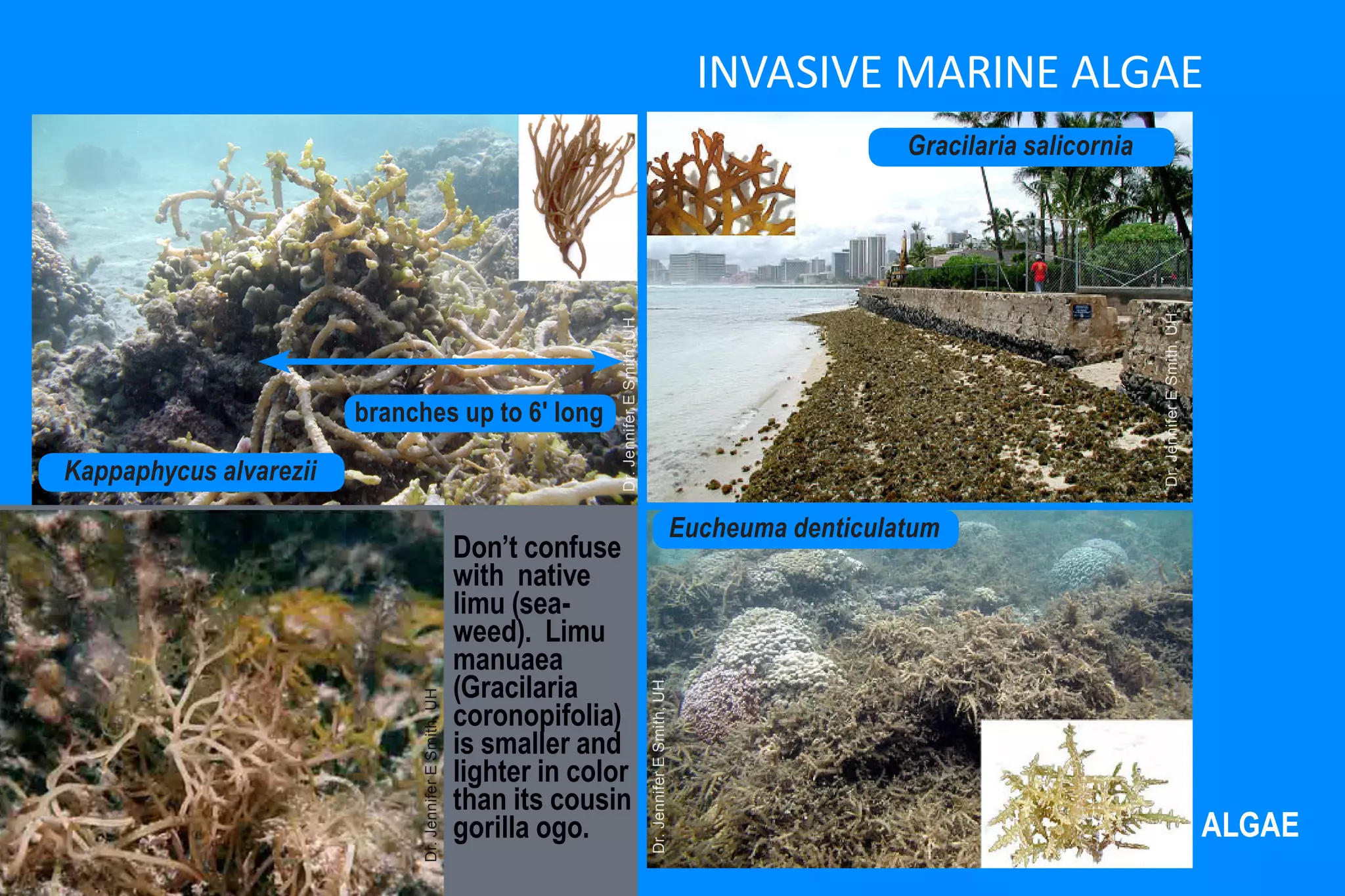 INVASIVE MARINE ALGAE
                                                                                                                                          Gracilaria salicornia




                                                                                                                                                                  Dr. Jennifer E Smith, UH
                                                                      Dr. Jennifer E Smith, UH
                        branches up to 6' long

Kappaphycus alvarezii

                                                                                                                        Eucheuma denticulatum
                                                        Don’t confuse
                                                        with native
                                                        limu (sea-
                                                        weed). Limu
                                                        manuaea
                                                        (Gracilaria
                                                                                                 Dr. Jennifer E Smith, UH
                             Dr. Jennifer E Smith, UH




                                                        coronopifolia)
                                                        is smaller and
                                                        lighter in color
                                                        than its cousin
                                                        gorilla ogo.                                                                                                                         ALGAE
 