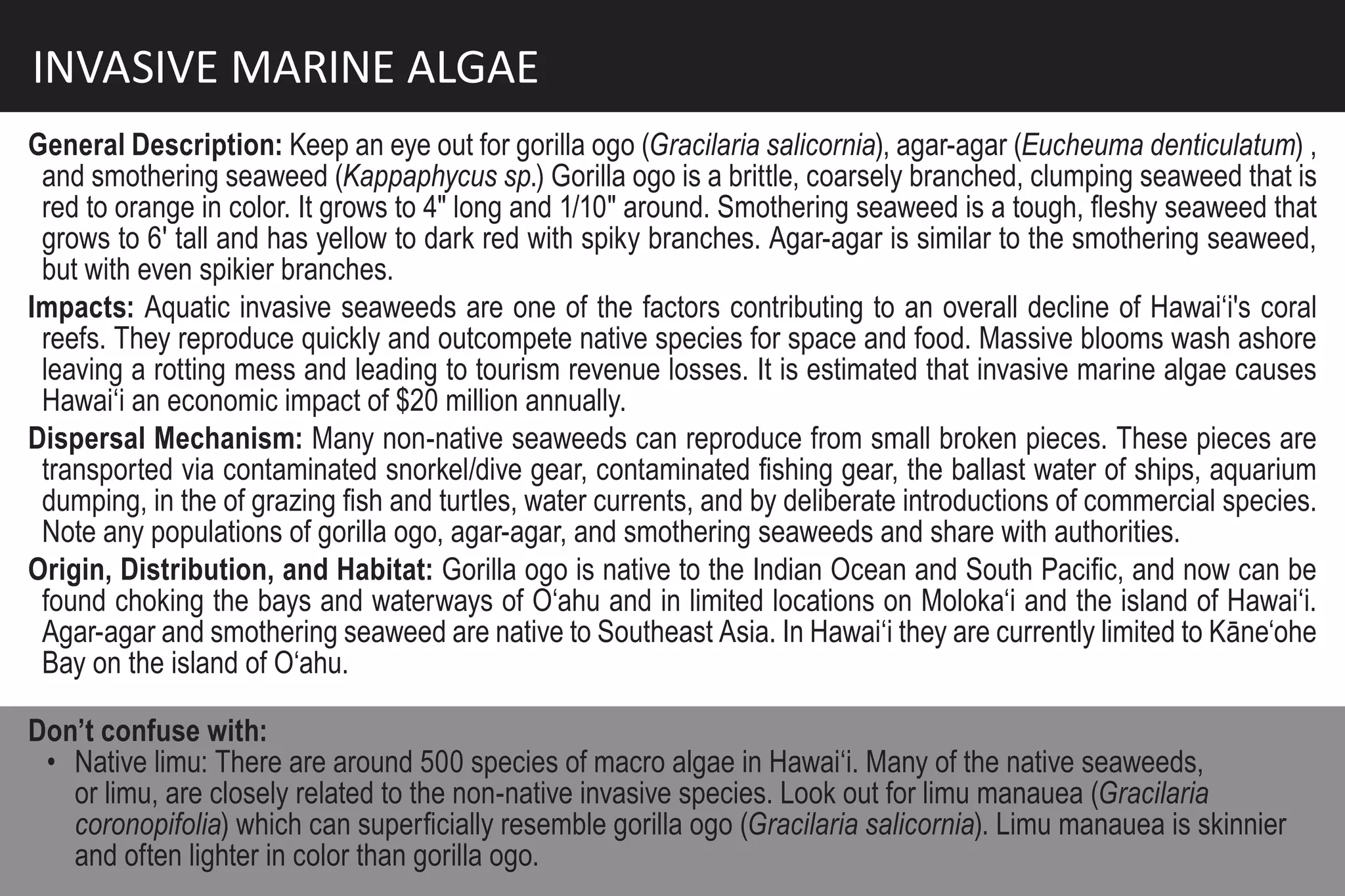 INVASIVE MARINE ALGAE
General Description: Keep an eye out for gorilla ogo (Gracilaria salicornia), agar-agar (Eucheuma denticulatum) ,
 and smothering seaweed (Kappaphycus sp.) Gorilla ogo is a brittle, coarsely branched, clumping seaweed that is
 red to orange in color. It grows to 4" long and 1/10" around. Smothering seaweed is a tough, fleshy seaweed that
 grows to 6' tall and has yellow to dark red with spiky branches. Agar-agar is similar to the smothering seaweed,
 but with even spikier branches.
Impacts: Aquatic invasive seaweeds are one of the factors contributing to an overall decline of Hawai‘i's coral
 reefs. They reproduce quickly and outcompete native species for space and food. Massive blooms wash ashore
 leaving a rotting mess and leading to tourism revenue losses. It is estimated that invasive marine algae causes
 Hawai‘i an economic impact of $20 million annually.
Dispersal Mechanism: Many non-native seaweeds can reproduce from small broken pieces. These pieces are
 transported via contaminated snorkel/dive gear, contaminated fishing gear, the ballast water of ships, aquarium
 dumping, in the of grazing fish and turtles, water currents, and by deliberate introductions of commercial species.
 Note any populations of gorilla ogo, agar-agar, and smothering seaweeds and share with authorities.
Origin, Distribution, and Habitat: Gorilla ogo is native to the Indian Ocean and South Pacific, and now can be
 found choking the bays and waterways of O‘ahu and in limited locations on Moloka‘i and the island of Hawai‘i.
 Agar-agar and smothering seaweed are native to Southeast Asia. In Hawai‘i they are currently limited to Kāne‘ohe
 Bay on the island of O‘ahu.

Don’t confuse with:
 • Native limu: There are around 500 species of macro algae in Hawai‘i. Many of the native seaweeds,
   or limu, are closely related to the non-native invasive species. Look out for limu manauea (Gracilaria
   coronopifolia) which can superficially resemble gorilla ogo (Gracilaria salicornia). Limu manauea is skinnier
   and often lighter in color than gorilla ogo.
 
