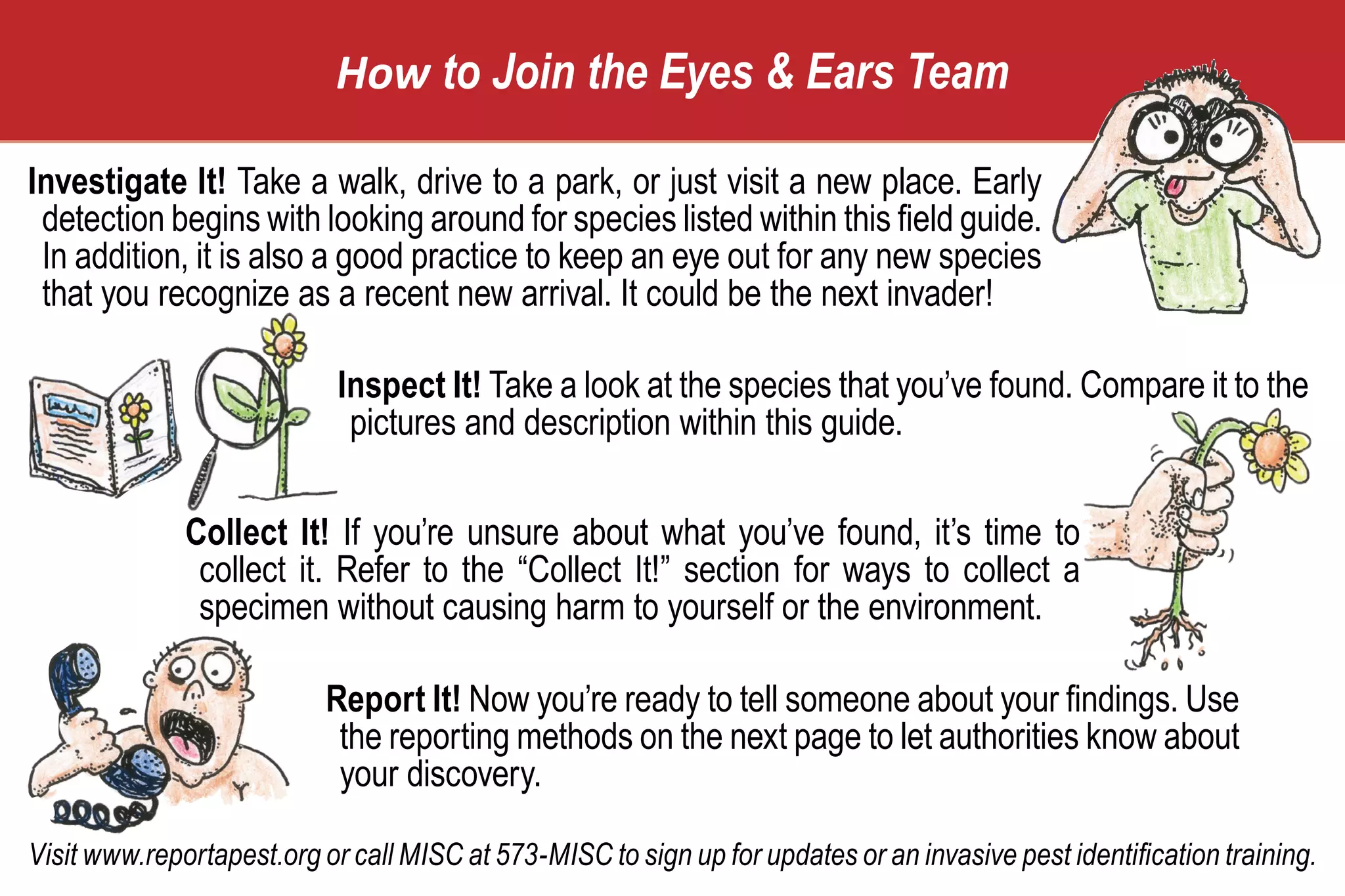 How to Join the Eyes & Ears Team

Investigate It! Take a walk, drive to a park, or just visit a new place. Early
 detection begins with looking around for species listed within this field guide.
 In addition, it is also a good practice to keep an eye out for any new species
 that you recognize as a recent new arrival. It could be the next invader!

                            Inspect It! Take a look at the species that you’ve found. Compare it to the
                             pictures and description within this guide.

              Collect It! If you’re unsure about what you’ve found, it’s time to
               collect it. Refer to the “Collect It!” section for ways to collect a
               specimen without causing harm to yourself or the environment.

                           Report It! Now you’re ready to tell someone about your findings. Use
                            the reporting methods on the next page to let authorities know about
                            your discovery.

Visit www.reportapest.org or call MISC at 573-MISC to sign up for updates or an invasive pest identification training.
 