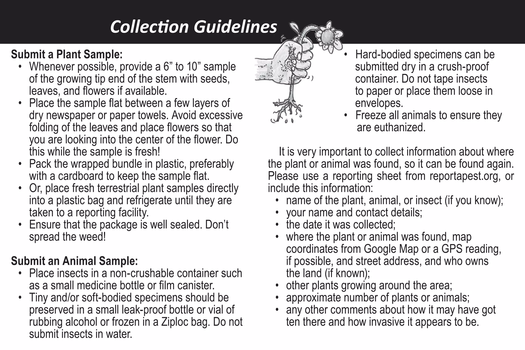 Collection Guidelines
Submit a Plant Sample:                                                   • Hard-bodied specimens can be
 • Whenever possible, provide a 6” to 10” sample                           submitted dry in a crush-proof
   of the growing tip end of the stem with seeds,                          container. Do not tape insects
   leaves, and flowers if available.                                       to paper or place them loose in
 • Place the sample flat between a few layers of                           envelopes.
   dry newspaper or paper towels. Avoid excessive                        • Freeze all animals to ensure they
   folding of the leaves and place flowers so that                          are euthanized.
   you are looking into the center of the flower. Do
   this while the sample is fresh!                         It is very important to collect information about where
 • Pack the wrapped bundle in plastic, preferably       the plant or animal was found, so it can be found again.
   with a cardboard to keep the sample flat.            Please use a reporting sheet from reportapest.org, or
 • Or, place fresh terrestrial plant samples directly   include this information:
   into a plastic bag and refrigerate until they are      • name of the plant, animal, or insect (if you know);
   taken to a reporting facility.                         • your name and contact details;
 • Ensure that the package is well sealed. Don’t          • the date it was collected;
   spread the weed!                                       • where the plant or animal was found, map
                                                              coordinates from Google Map or a GPS reading,
Submit an Animal Sample:                                      if possible, and street address, and who owns
 • Place insects in a non-crushable container such            the land (if known);
   as a small medicine bottle or film canister.           • other plants growing around the area;
 • Tiny and/or soft-bodied specimens should be            • approximate number of plants or animals;
   preserved in a small leak-proof bottle or vial of      • any other comments about how it may have got
   rubbing alcohol or frozen in a Ziploc bag. Do not          ten there and how invasive it appears to be.
   submit insects in water.
 
