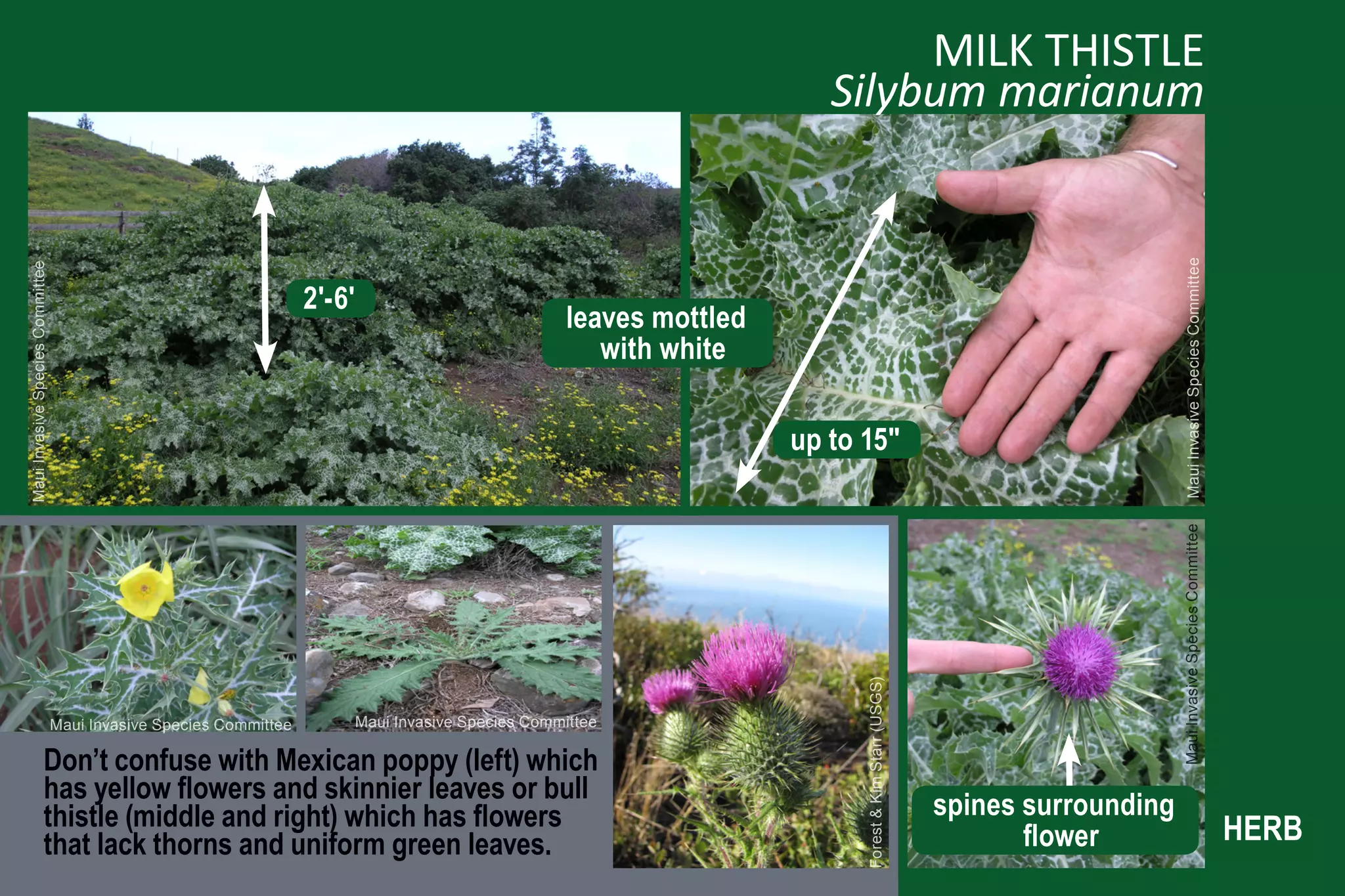 MILK THISTLE
                                                                                                                           Silybum marianum




                                                                                                                                                                                Maui Invasive Species Committee
Maui Invasive Species Committee




                                                                    2'-6'
                                                                                                       leaves mottled
                                                                                                          with white

                                                                                                                        up to 15"




                                                                                                                                                                               Maui Invasive Species Committee
                                                                                                                              Forest & Kim Starr (USGS)
                                  Maui Invasive Species Committee           Maui Invasive Species Committee

                      Don’t confuse with Mexican poppy (left) which
                      has yellow flowers and skinnier leaves or bull
                      thistle (middle and right) which has flowers                                                                                        spines surrounding
                      that lack thorns and uniform green leaves.                                                                                                 flower                                           HERB
 