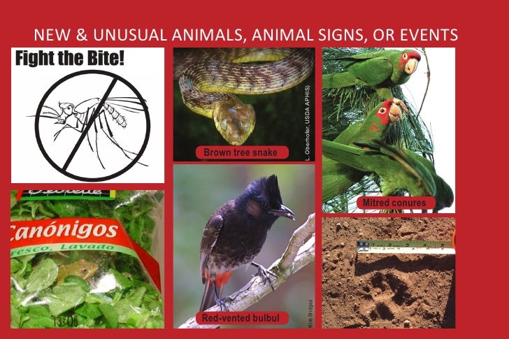 Mauiearlydetectionguide May2010