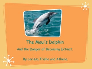 The Maui’s Dolphin By Larissa,Trisha and Athena.  And the Danger of Becoming Extinct.   
