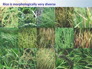 Rice is morphologically very diverse
 